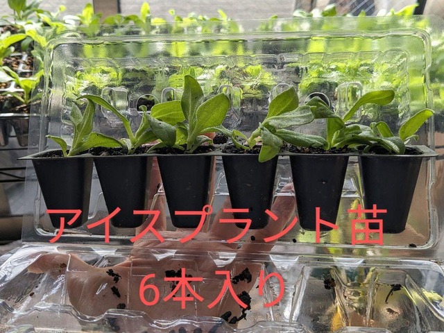アイスプラント 苗(小) 6株X2　宅急便発送