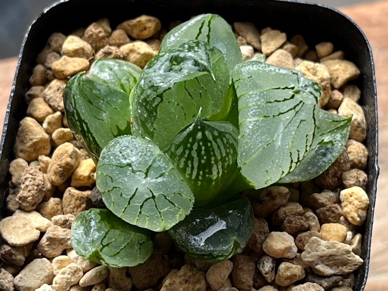 ハオルチア ピグマエアミュータント 実生 特異株 ハオルチア ピグマエアミュータント 実生 特異株 ハオルチア