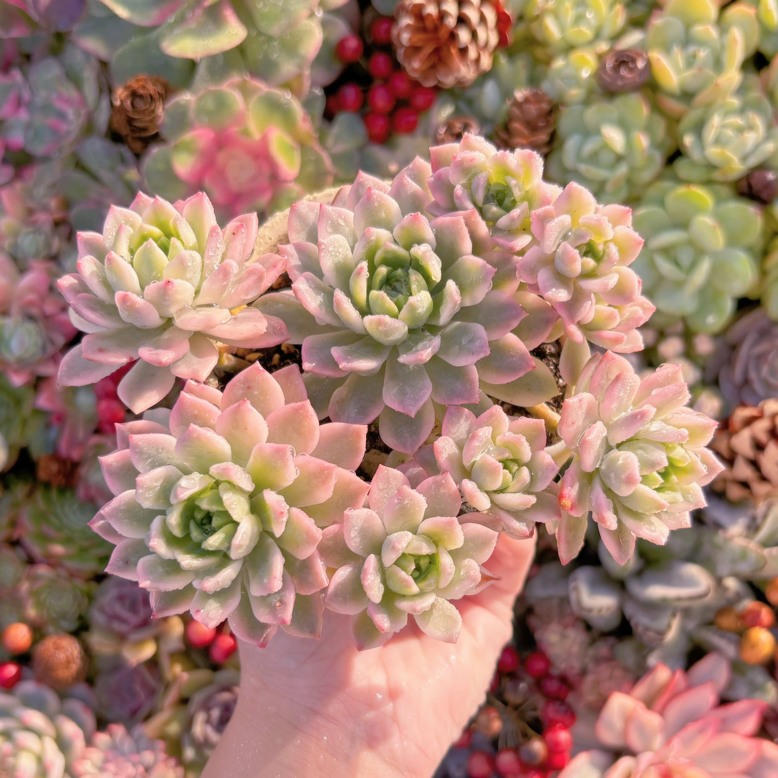 現品　マッコス錦#F044　大群生　新入荷　るる農園