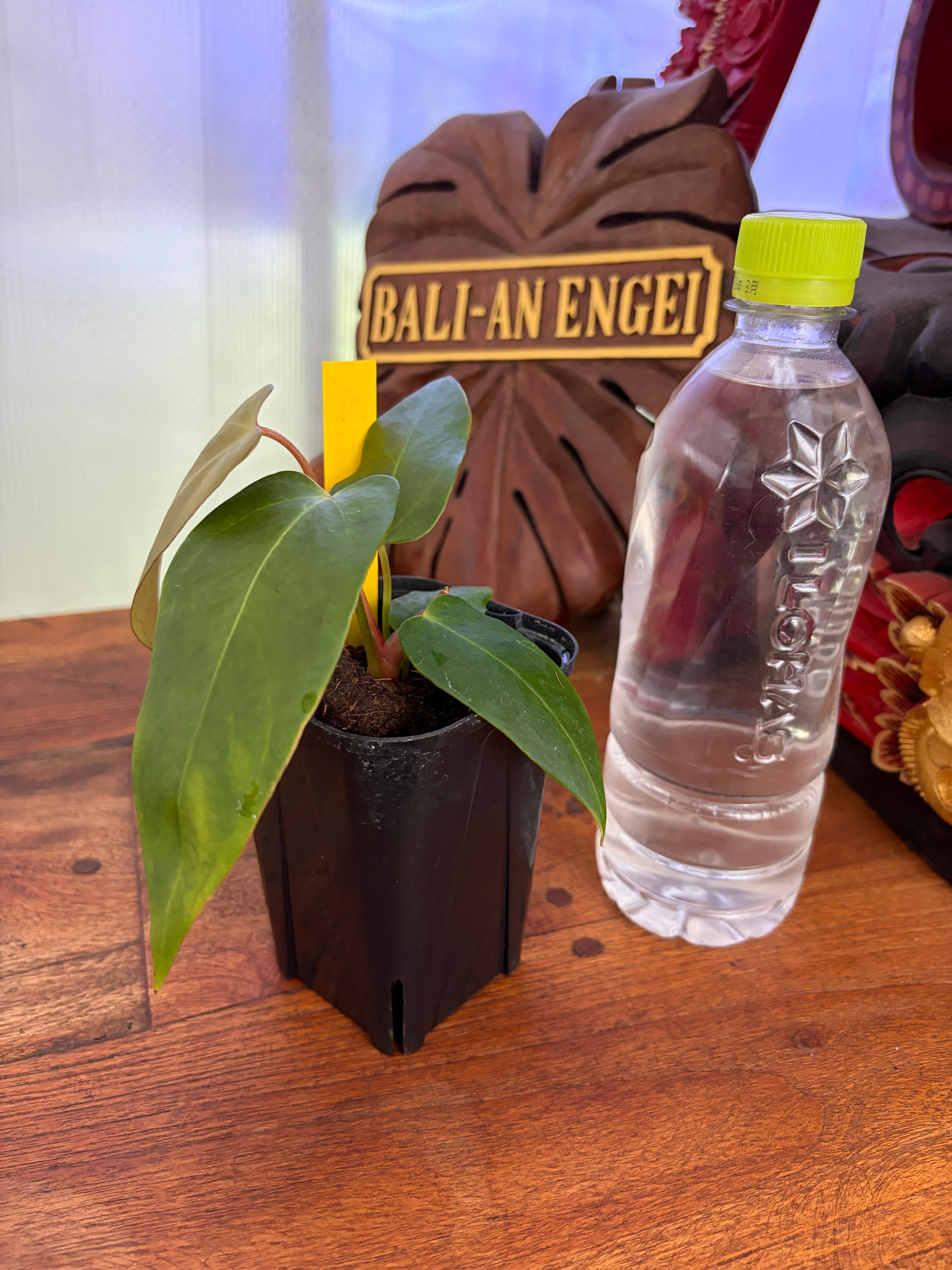 やまおです♪複数割引！アンスリウム　タイビューティー　ゼラニカ Anthurium | BALI-AN 園芸