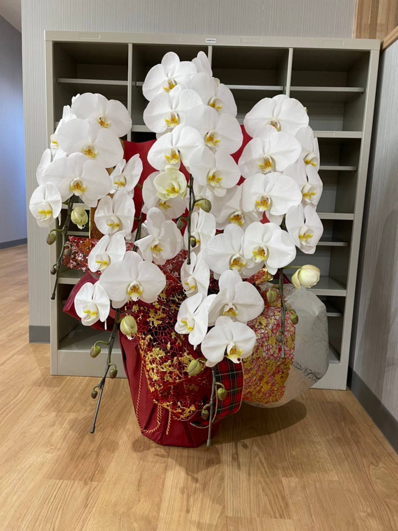 つちやフラワー配送　大輪　胡蝶蘭　鉢植え
