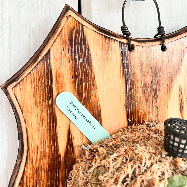 ビカクシダ レモイネイ 板付【観葉植物 室内 コウモリラン】