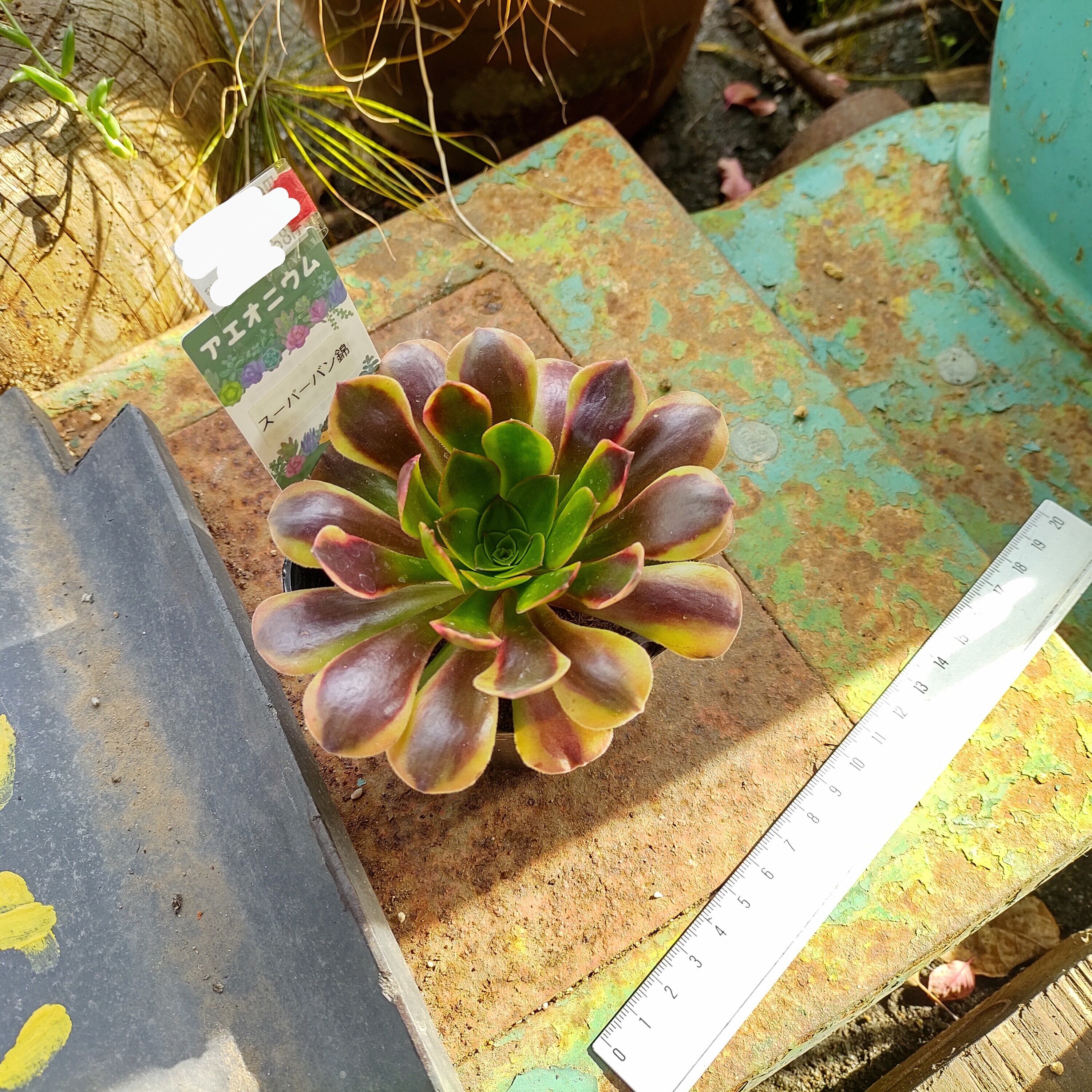 Tスーパーバン(アエオニウム) | RuPo 多肉植物専門店