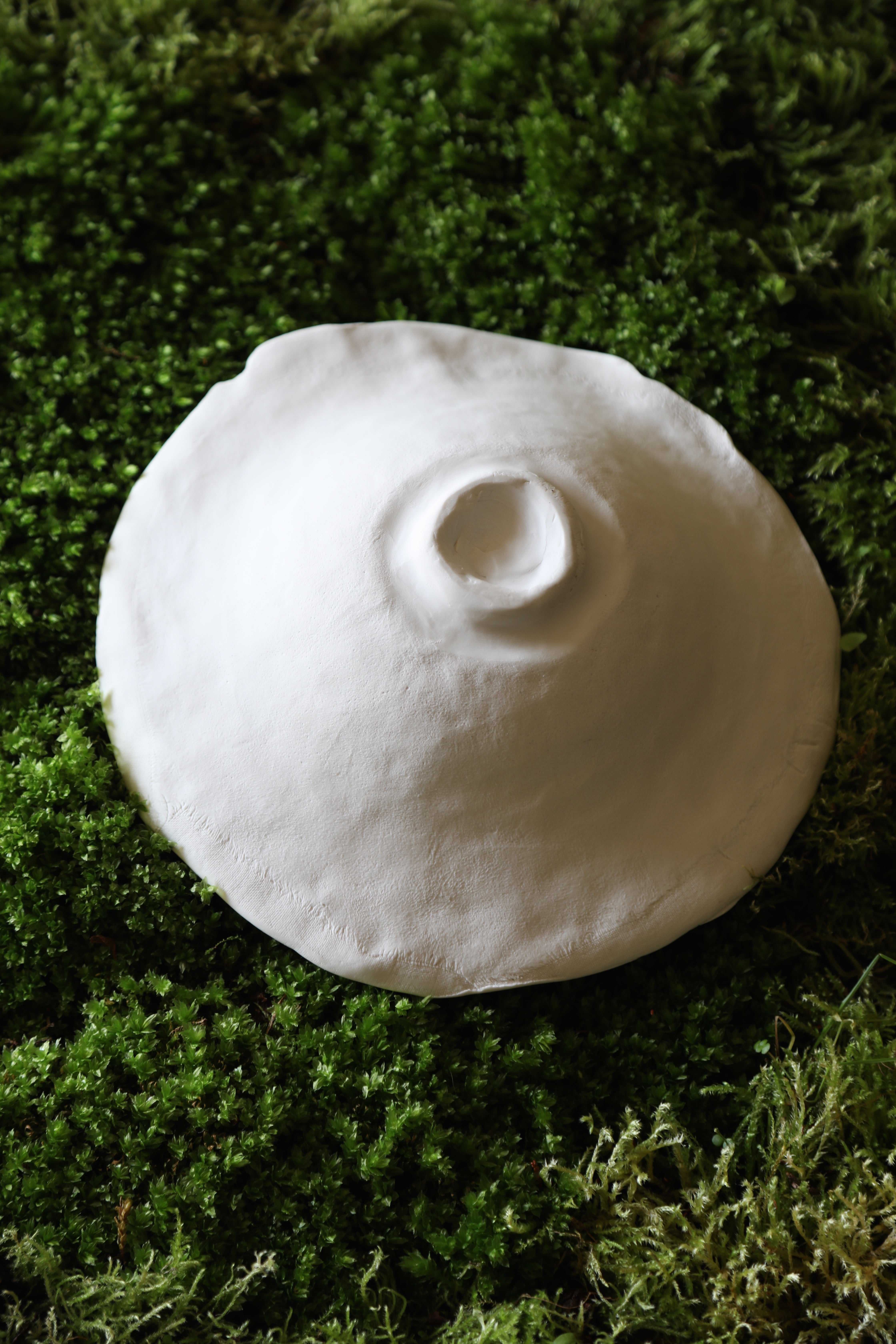 白椿 | ens 展示室