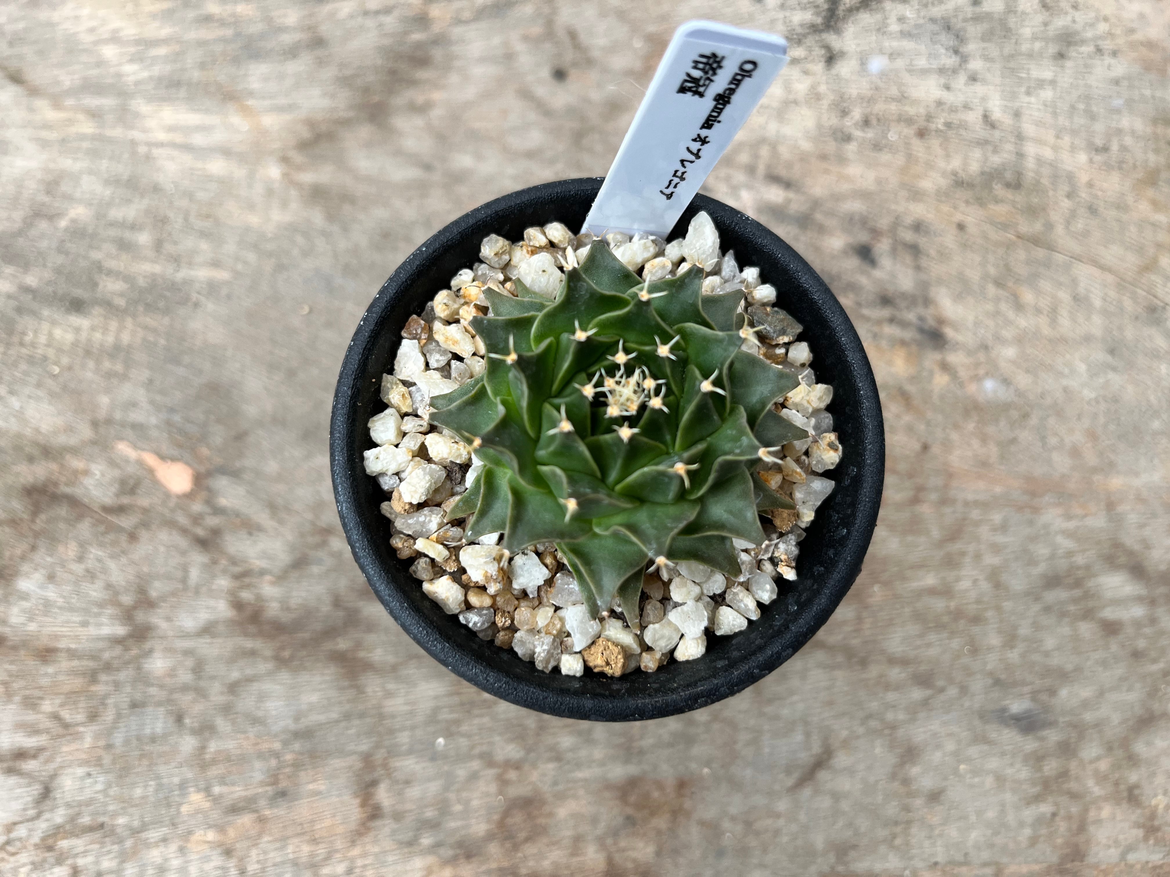 Obregonia denegrii オブレゴニア 帝冠 サボテン | plants MARU Obregonia denegrii オブレゴニア 帝冠 サボテン | plants MARU