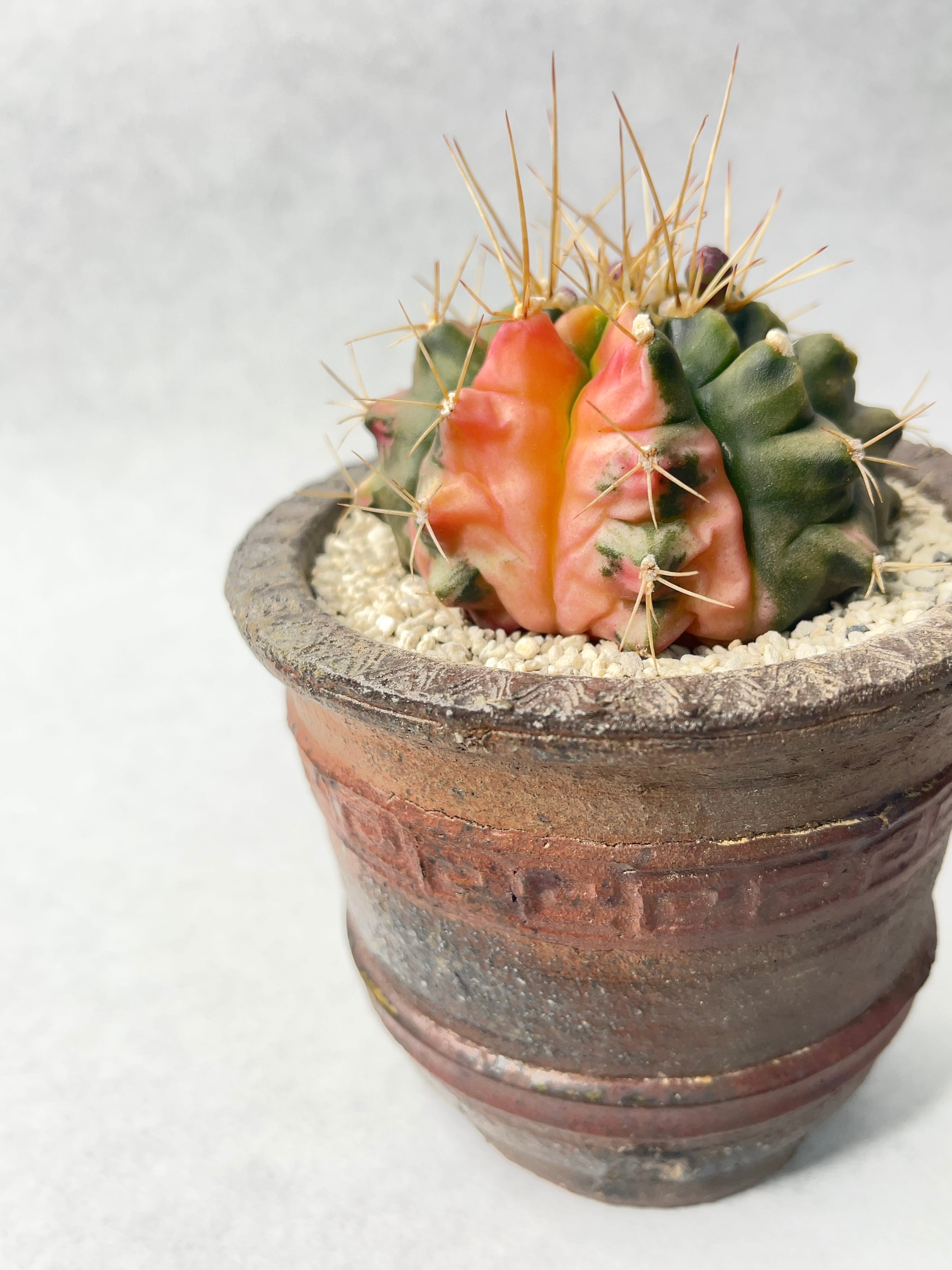 パキポディウム　グラキリス　小型美形　現地球　市野伝市鉢 パキポディウム グラキリス 小型美形 現地球 市野伝市鉢