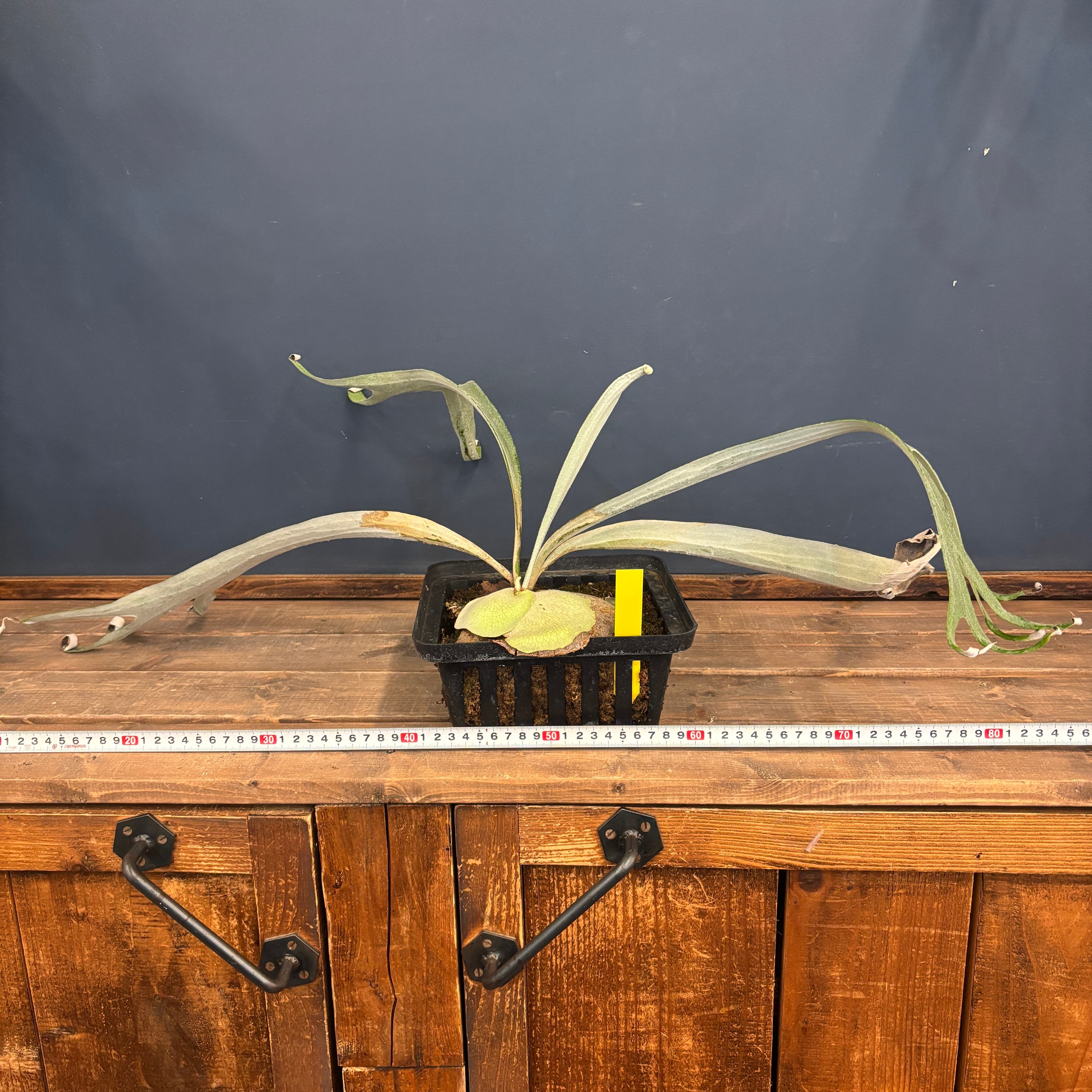 クリアランス】ビカクシダ アーバンリバー P.veitchii Auburn river