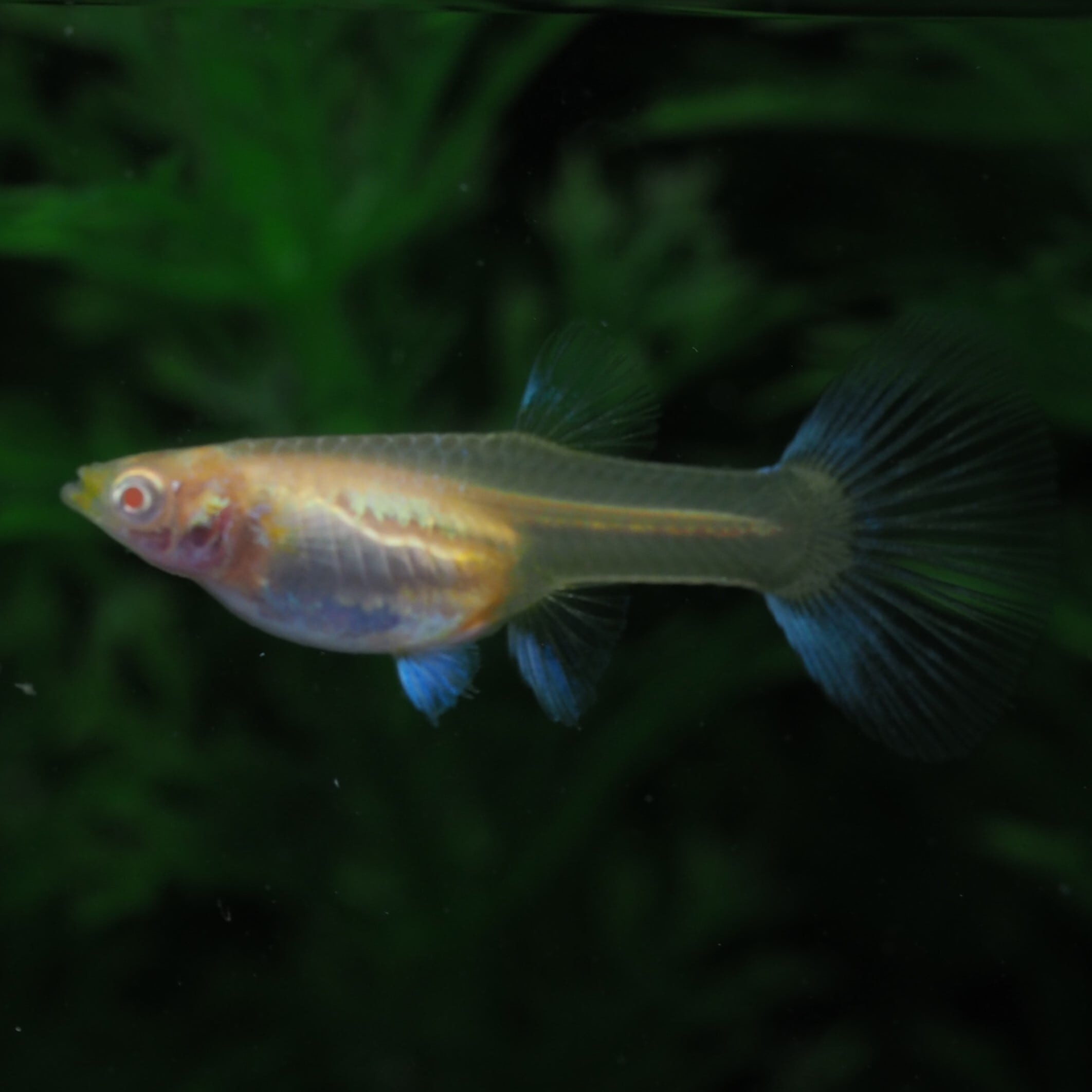 RREAアクアマリンレッドテールタキシード 若魚1ペア(国産グッピー RREAアクアマリンレッドテールタキシード 若魚1ペア(国産グッピー