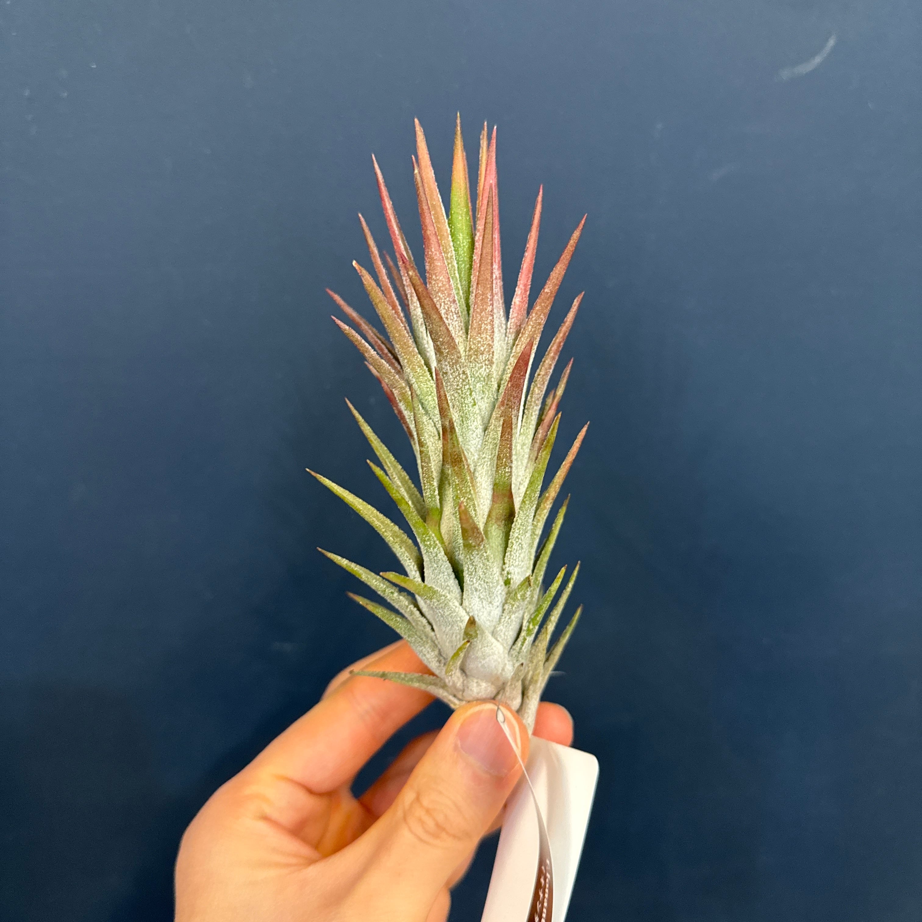 チランジア イオナンタ バンハイニンギー ミノール チランジア イオナンタ バンハイニンギー ミノール Tillandsia