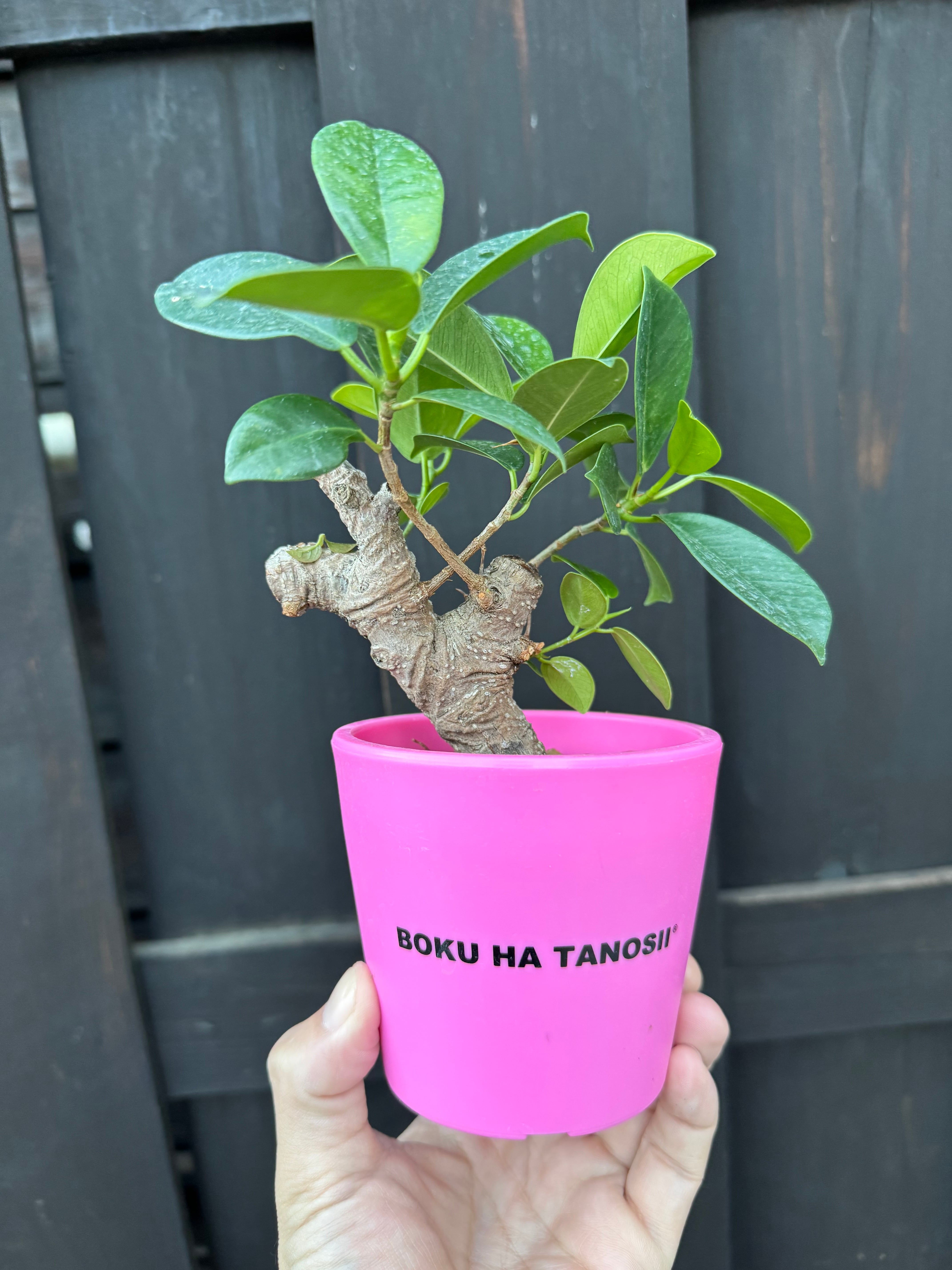 【新着】Ficus microcarpa × ボクタノ鉢【BOKU HA TANOSII】ガジュマル 琉球盆栽