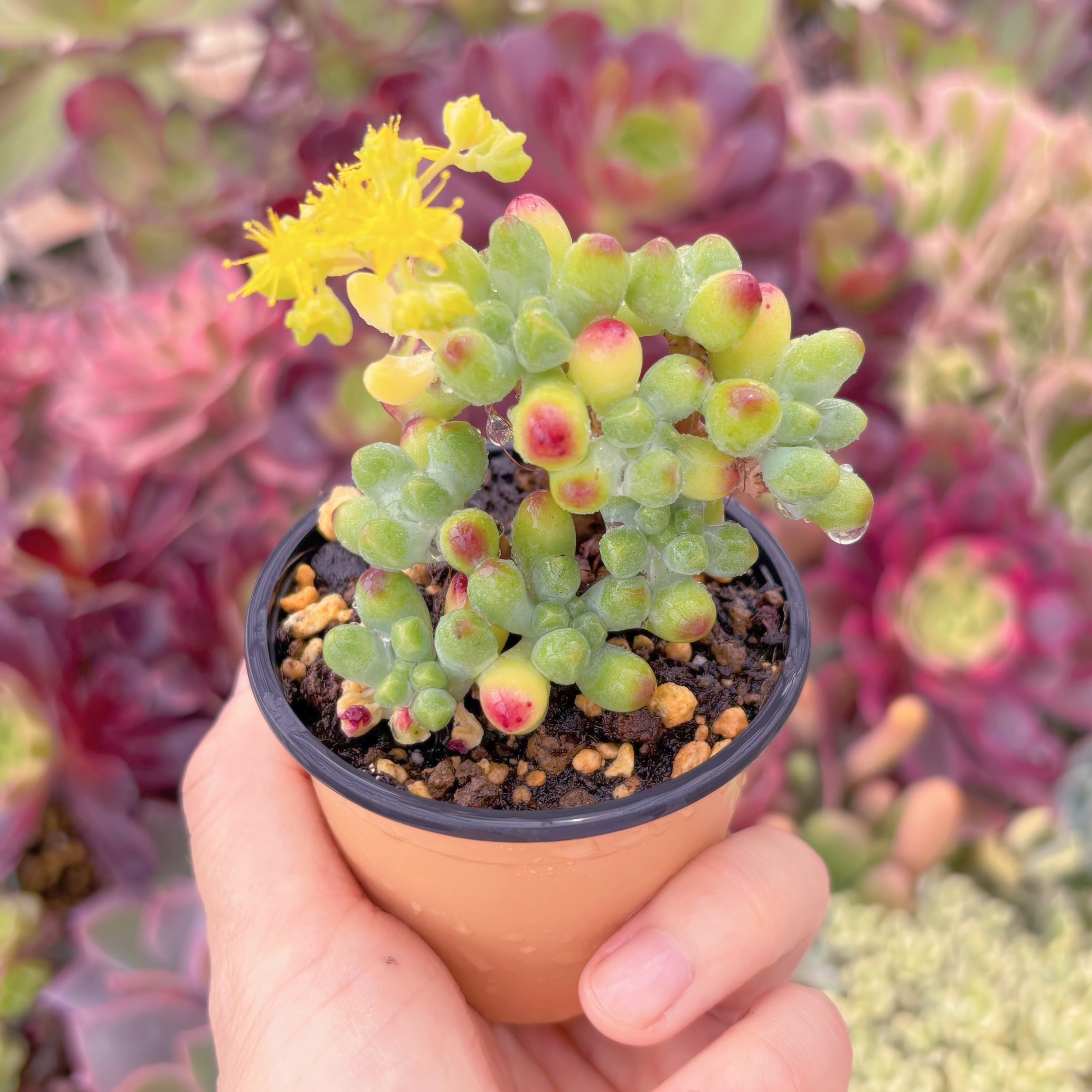 現品　ベリー果#F049　残りわずか　るる農園