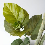 ウンベラータ 165㎝［人工観葉植物・フェイクグリーンT］