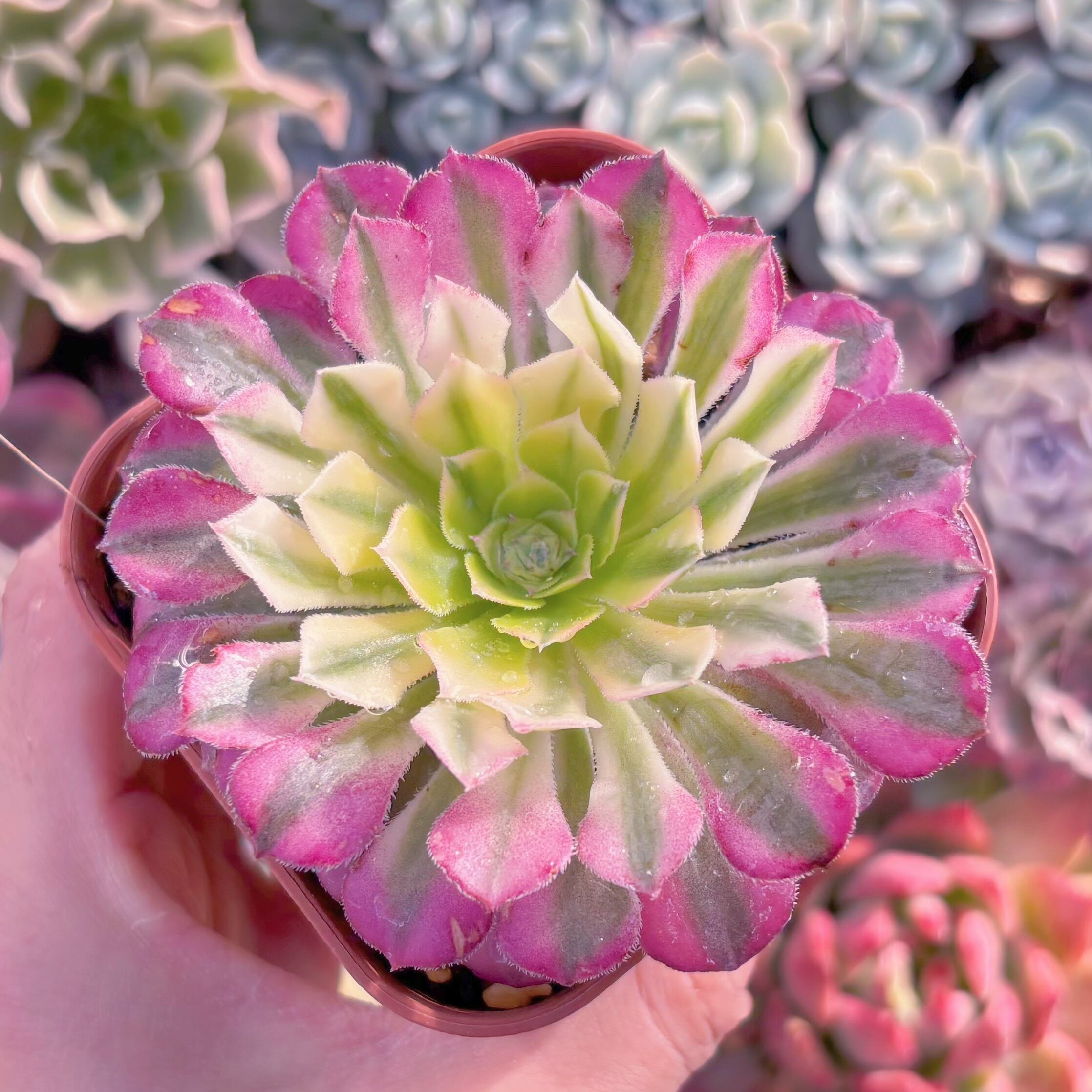 現品　ブラックチェリー#1178　るる農園