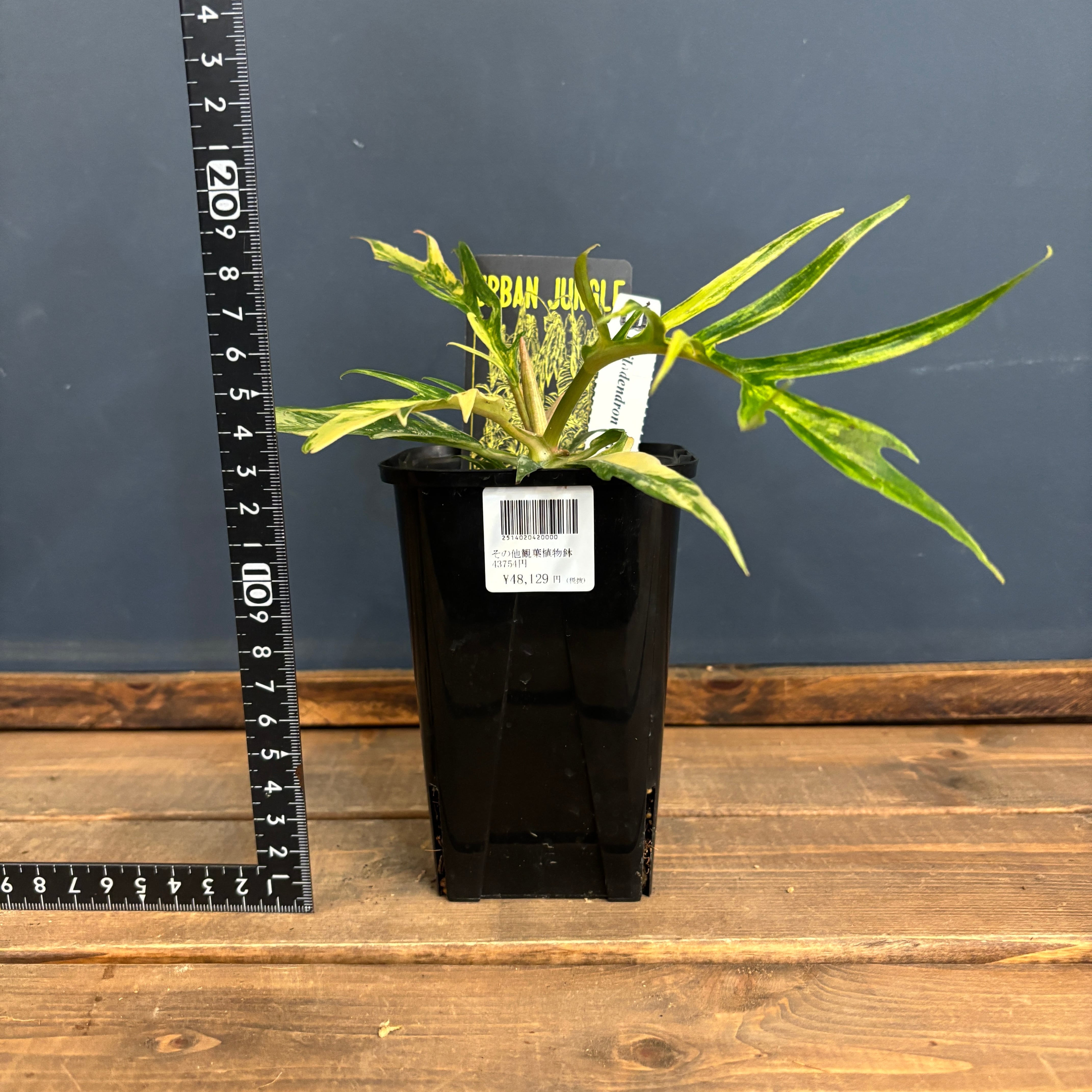 テ*ー様 39 S&P フィロデンドロン　トータム　斑入り　美斑 厳選株】フィロデンドロン トータム 斑入り【665】 | PROTOLEAF プロト