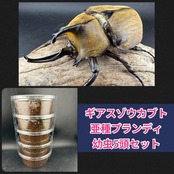 《ギアスゾウカブト亜種プランディ 幼虫5頭セット》