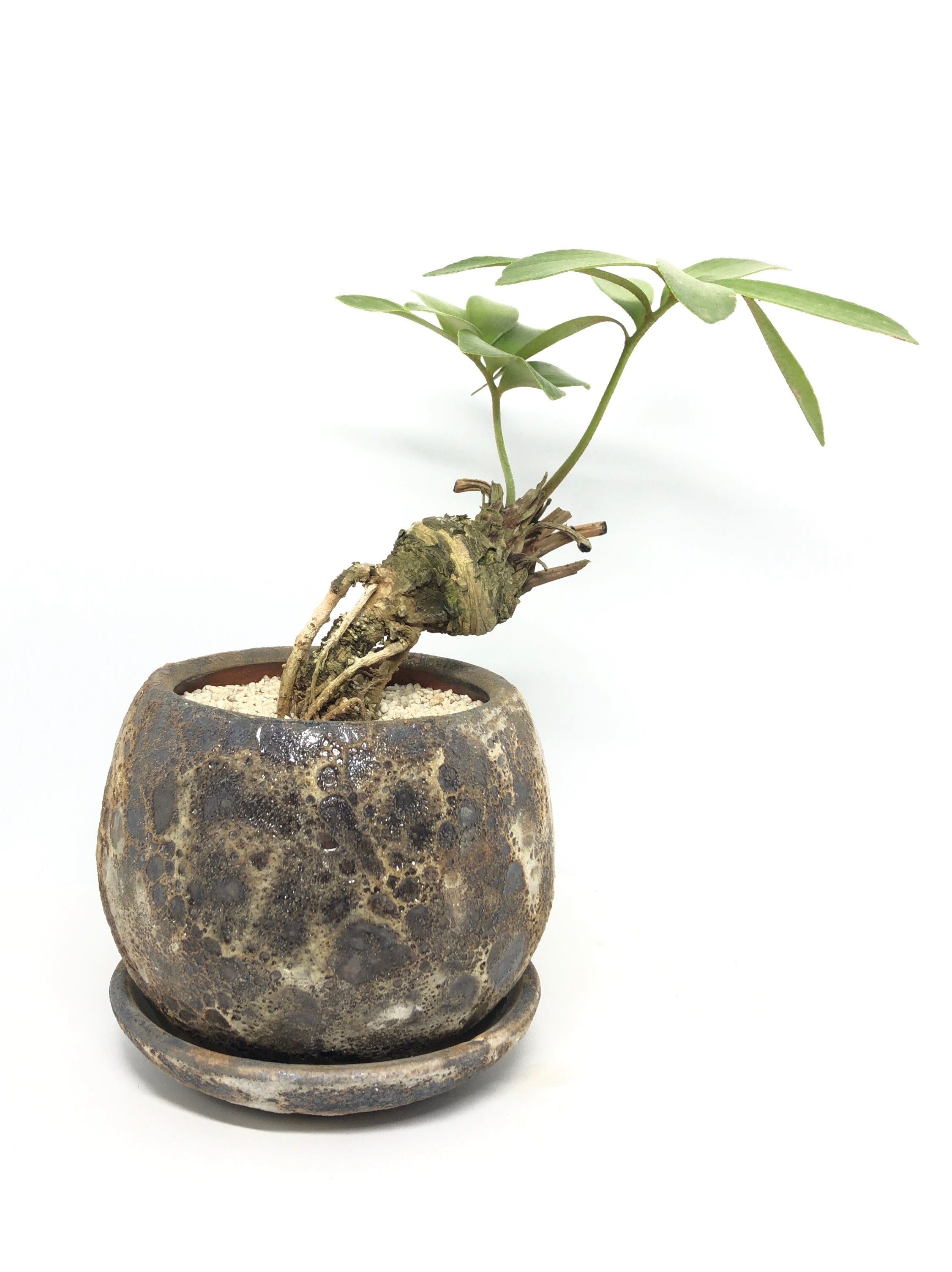 ザミア・プミラ | trigger