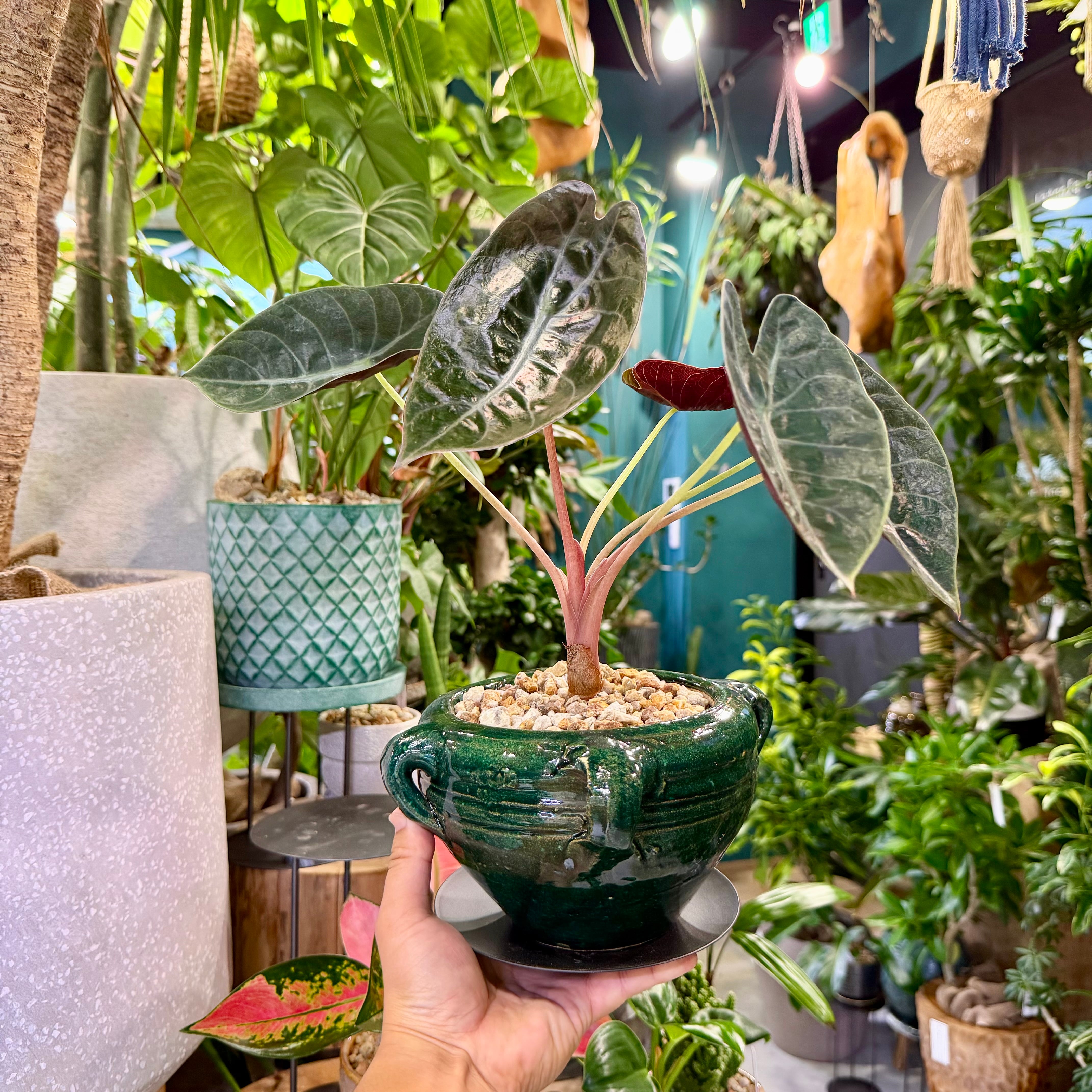 アロカシア・スーヒルマニアナ | barrelplants_BONSAI