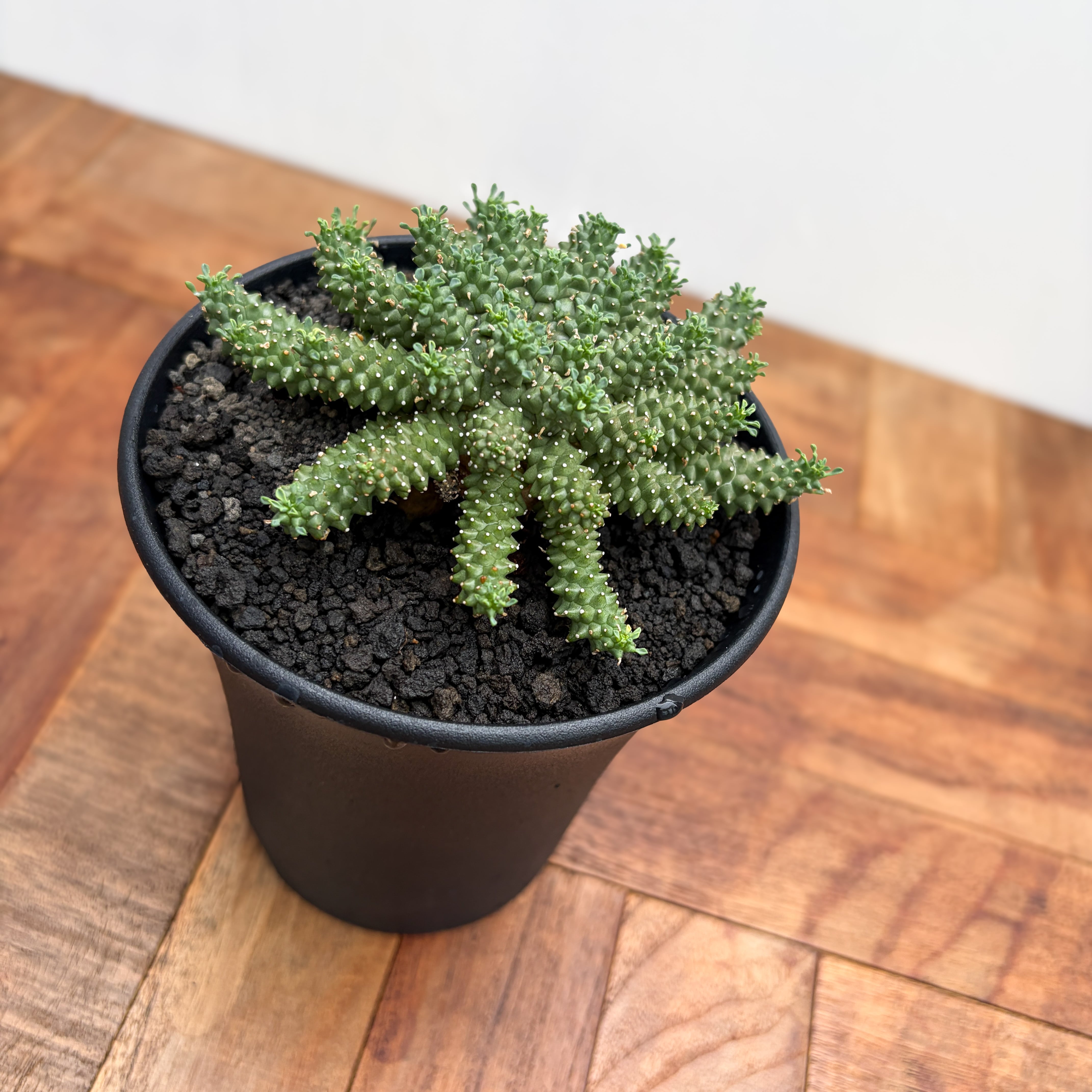 Euphorbia atroviridis【ユーフォルビア・アトロビリディス】 | RIMO'S