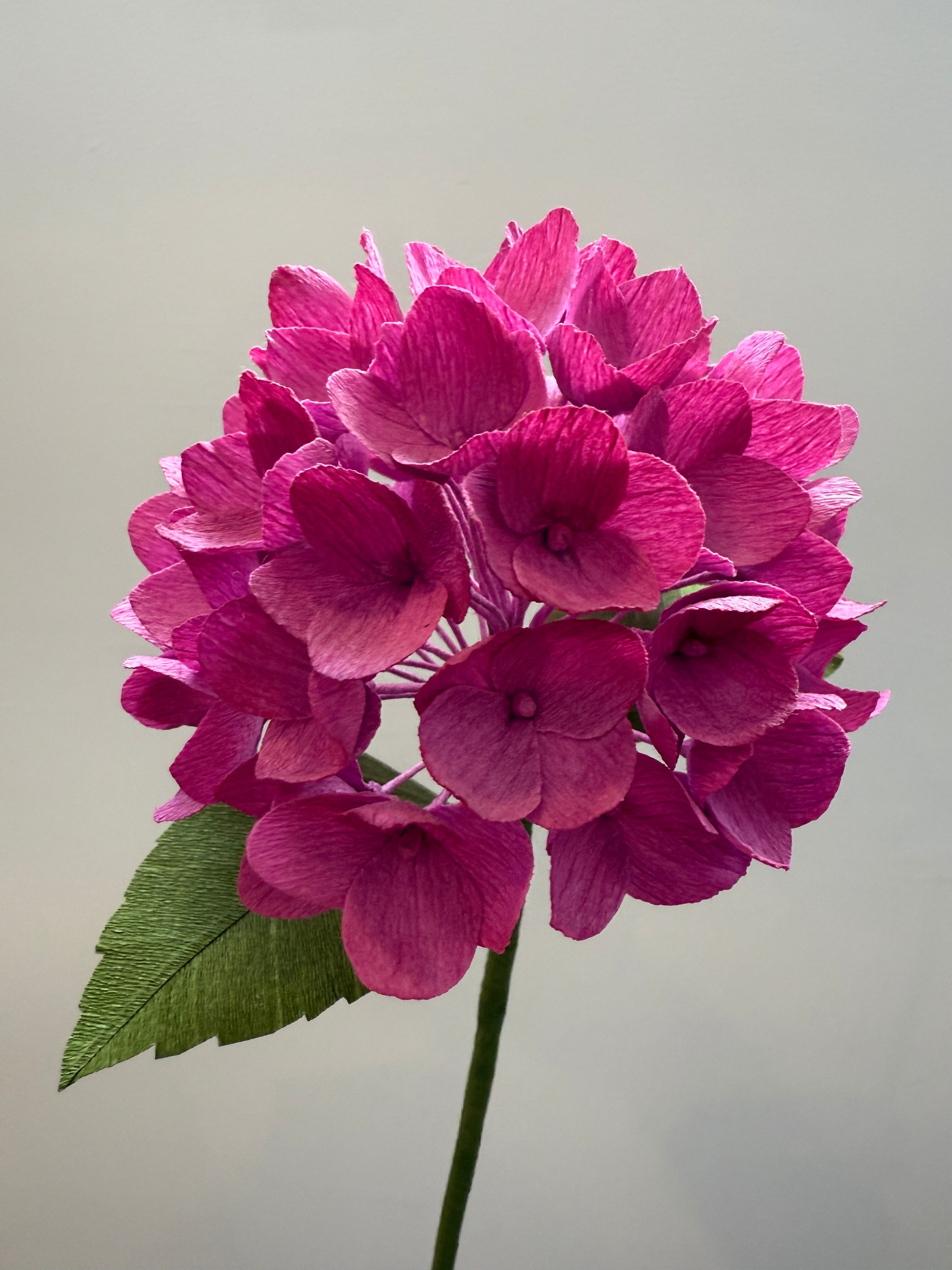 hydrangea0223ページ Hydrangea select dyed mauve - Van VLIET Flower Group