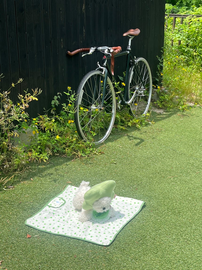 即納［tak!tak!tak!tak!］Clover blanket（ブランケット） | ropet