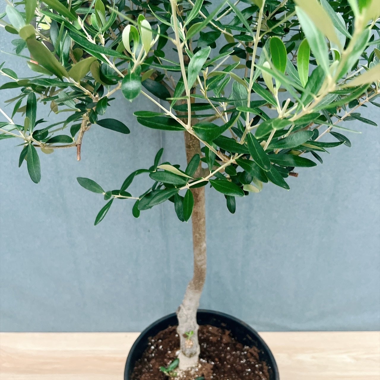 現品］20番 創樹 オリーブ ネバディロブランコ 8号 観葉植物 大型 屋外