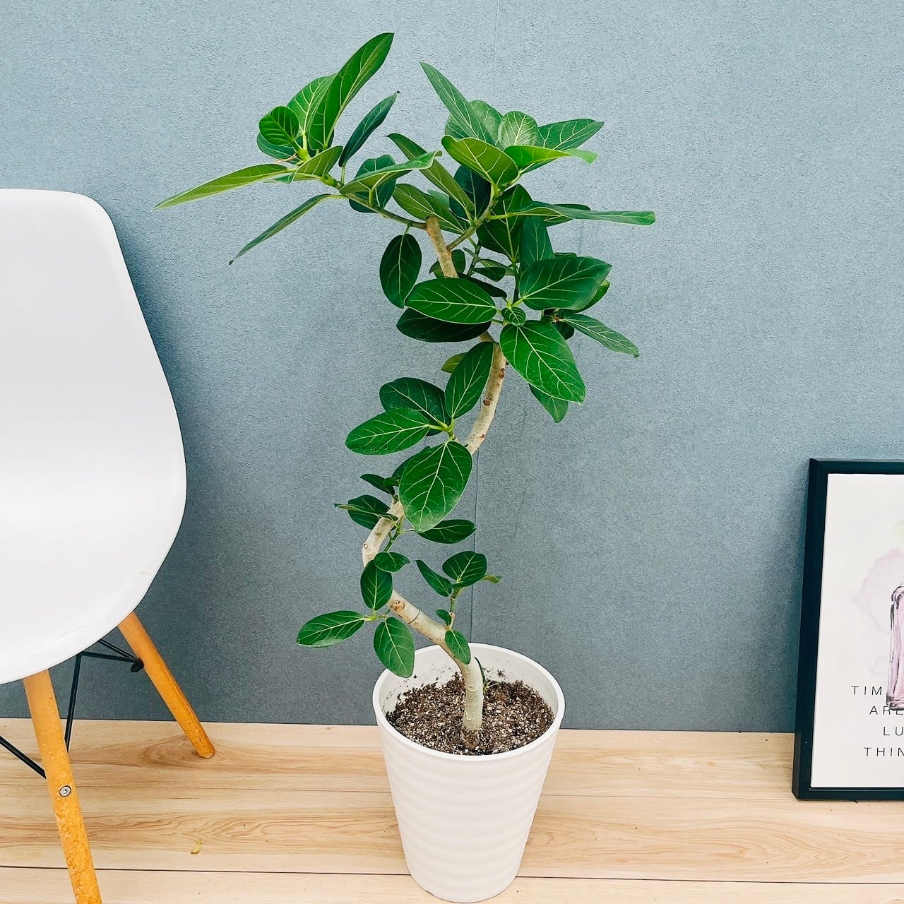 現品　フィカス　ゴムの木　ウンベラータ　21番　曲がり　インテリアグリーン　室内 現品 フィカス ゴムの木 ウンベラータ 21番 曲がり インテリアグリーン