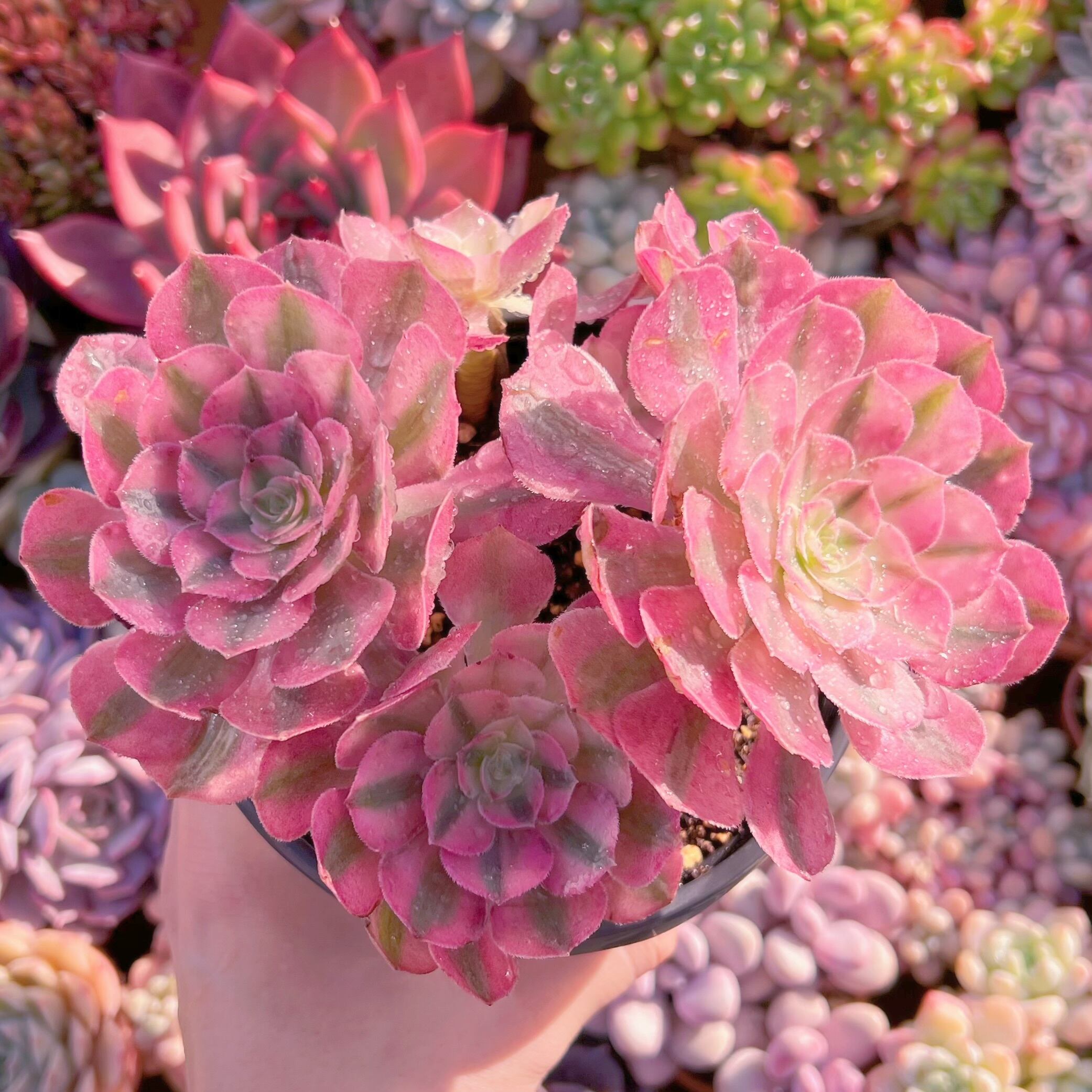 現品　ハロウィン白錦#266   大群生　新入荷