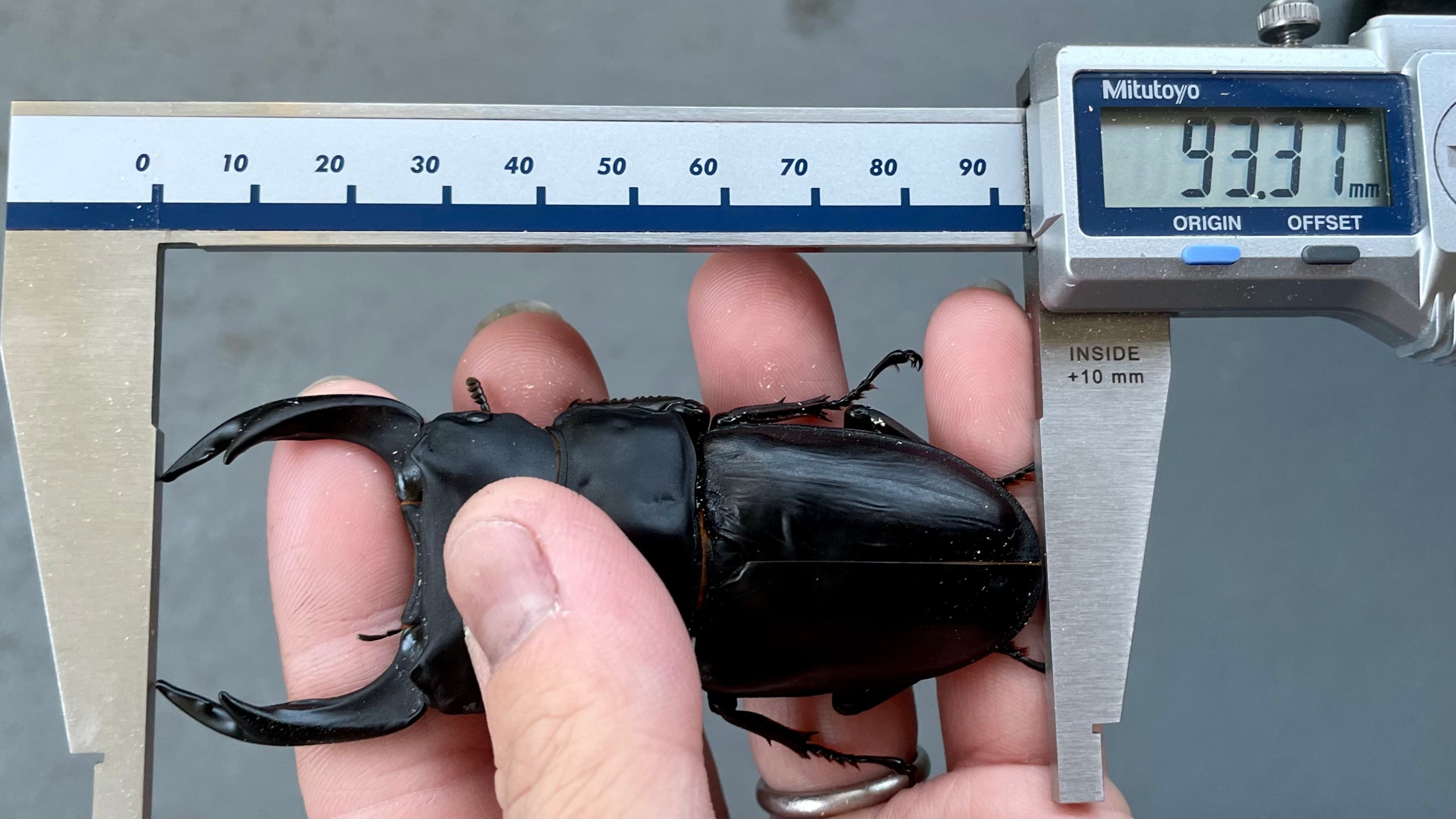 54.0mm】能勢SRオオクワガタ♀ No.A2411-05 | ayuのクワガタ