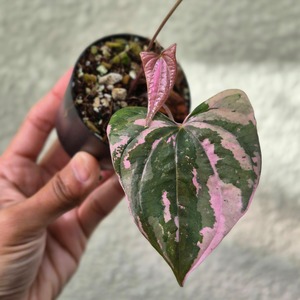 ♡希少♡ ①〔Dioscorea garretti ‘Crystal’ 〕ディオスコレア・ガレッティ ‘クリスタル’　観葉植物