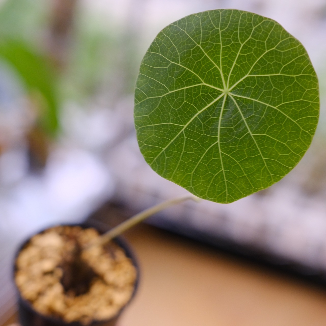 Stephania kaweesakii / ステファニア カウィーサキー⑤