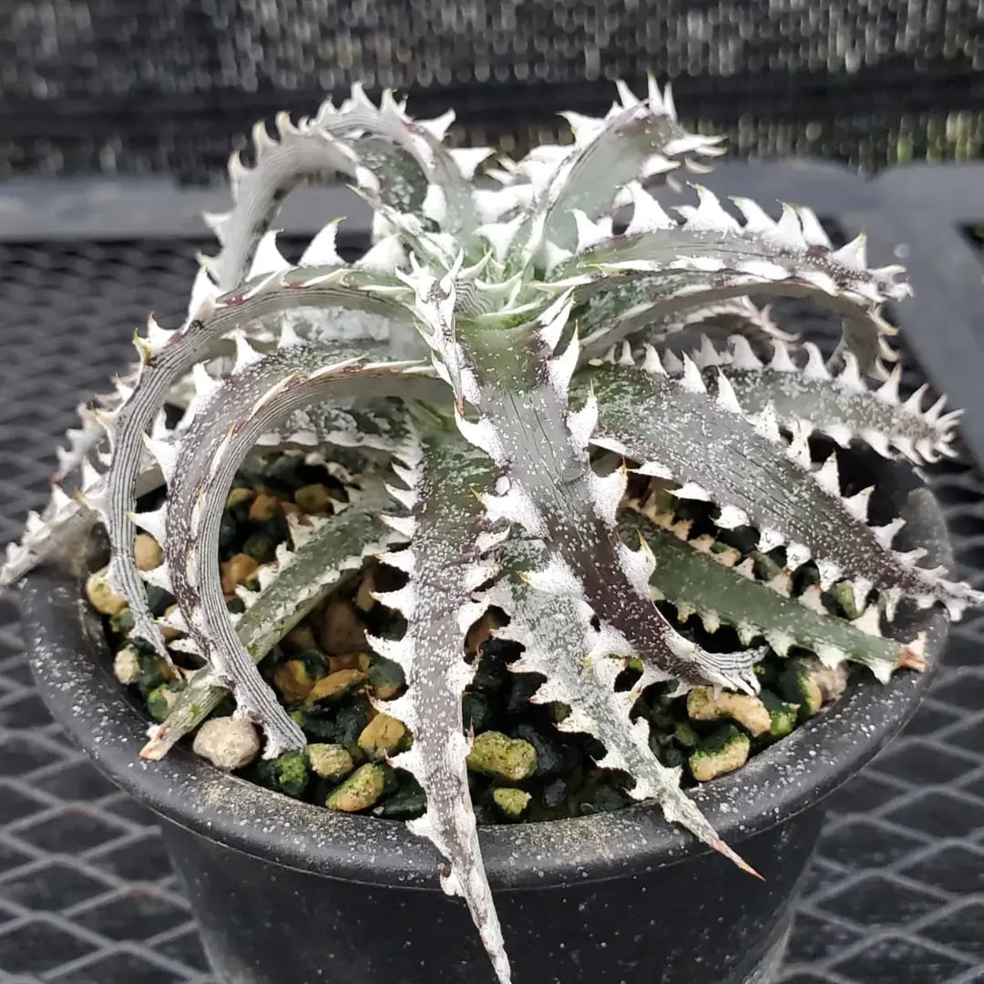 F00584_【OL004】Dyckia 'Obsidian' x 'Little Wing'：ディッキア