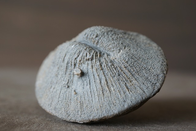 オーストリア産 六放サンゴ化石 Cyclolites sp. 1217