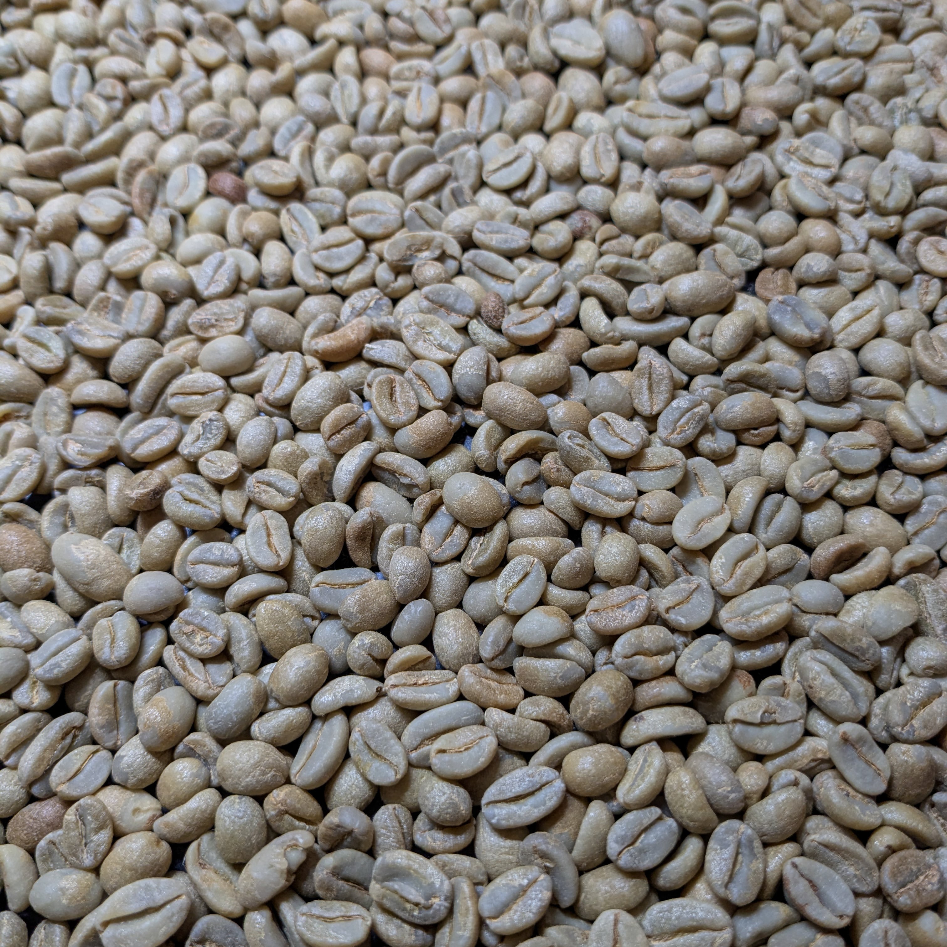 【生豆小分け】エチオピア チレ ナチュラル 生豆500g