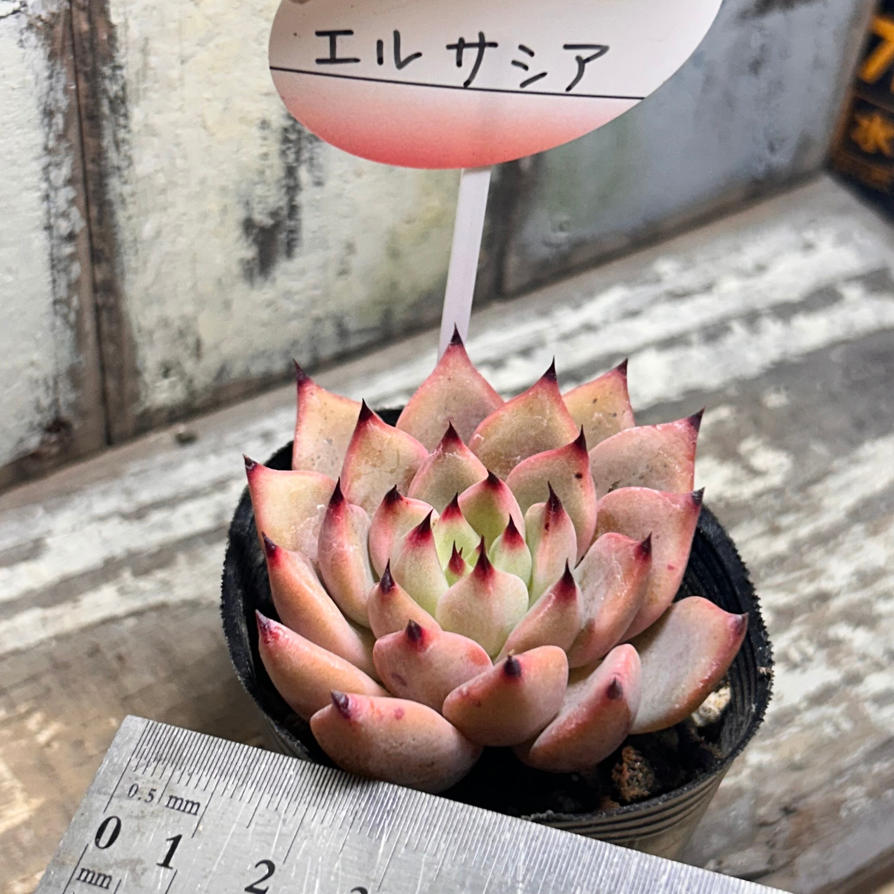 エルサシア | RuPo 多肉植物専門店