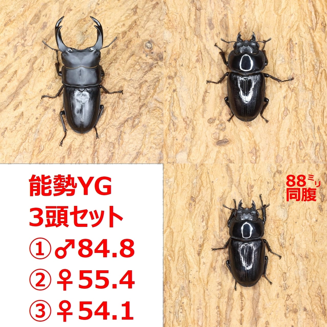 オオクワガタ　YG血統　幼虫20匹セット オオクワガタ YG血統 幼虫20匹セット