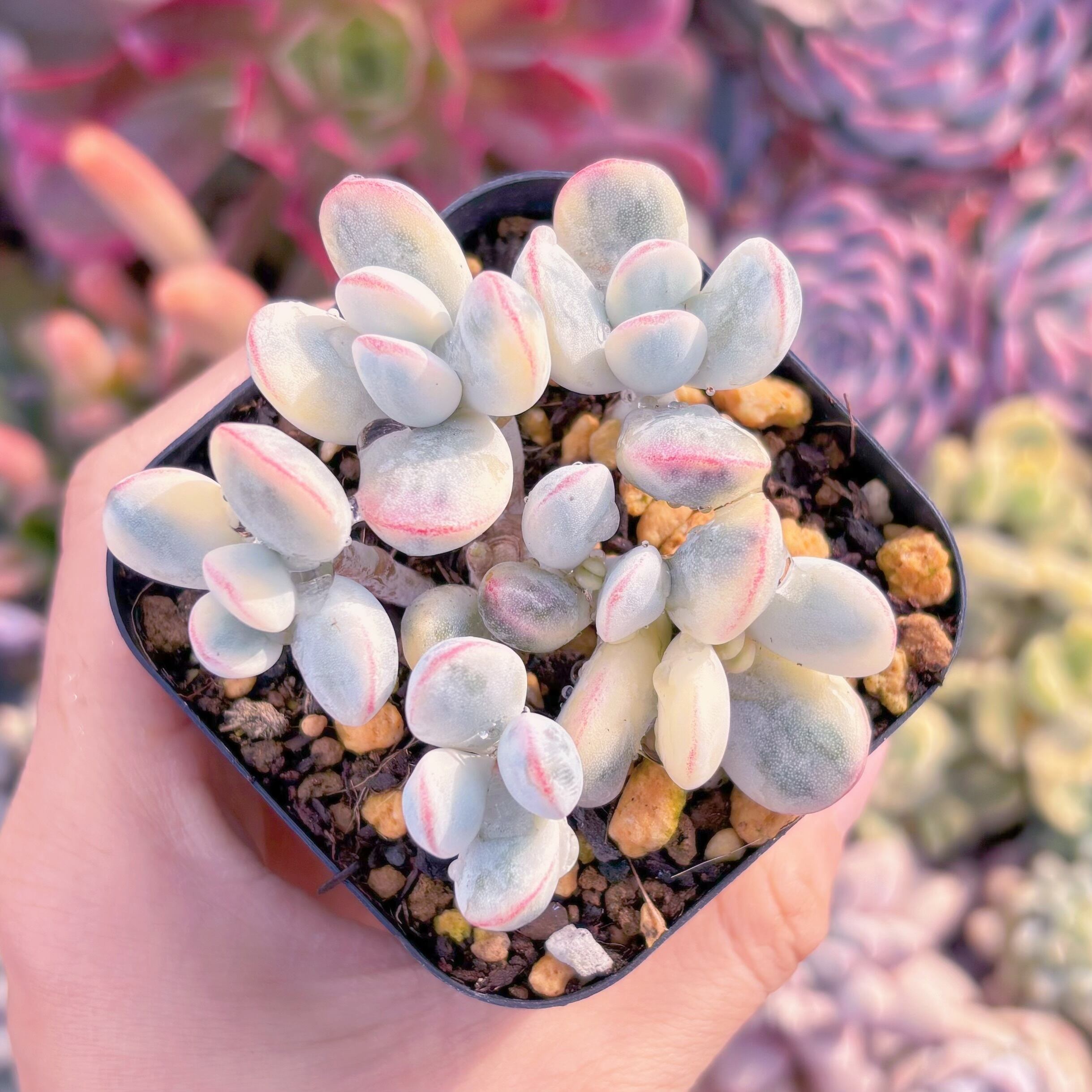 現品　達磨福娘錦#565　るる農園