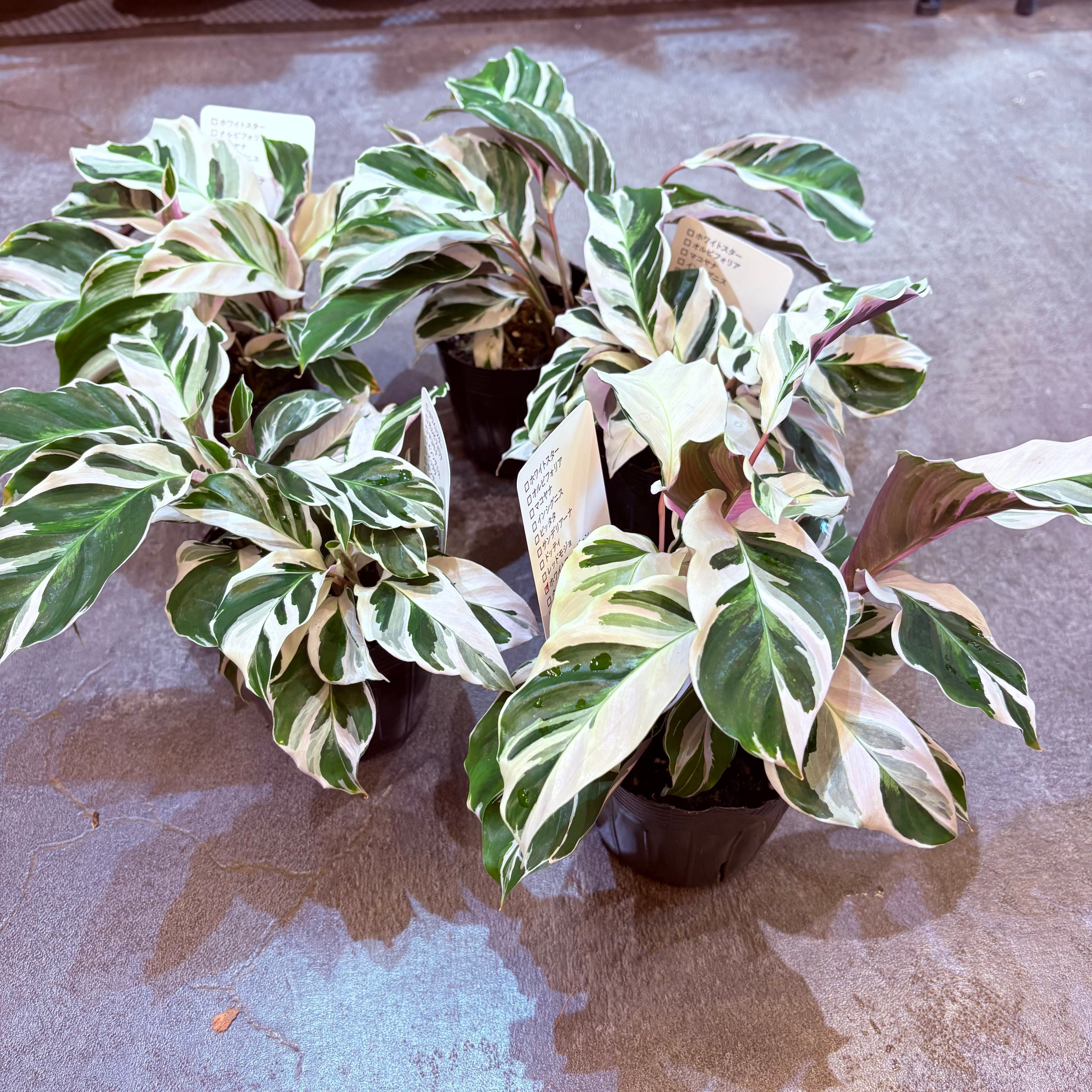 激レア）カラテア ホワイトフュージョン5号 観葉植物