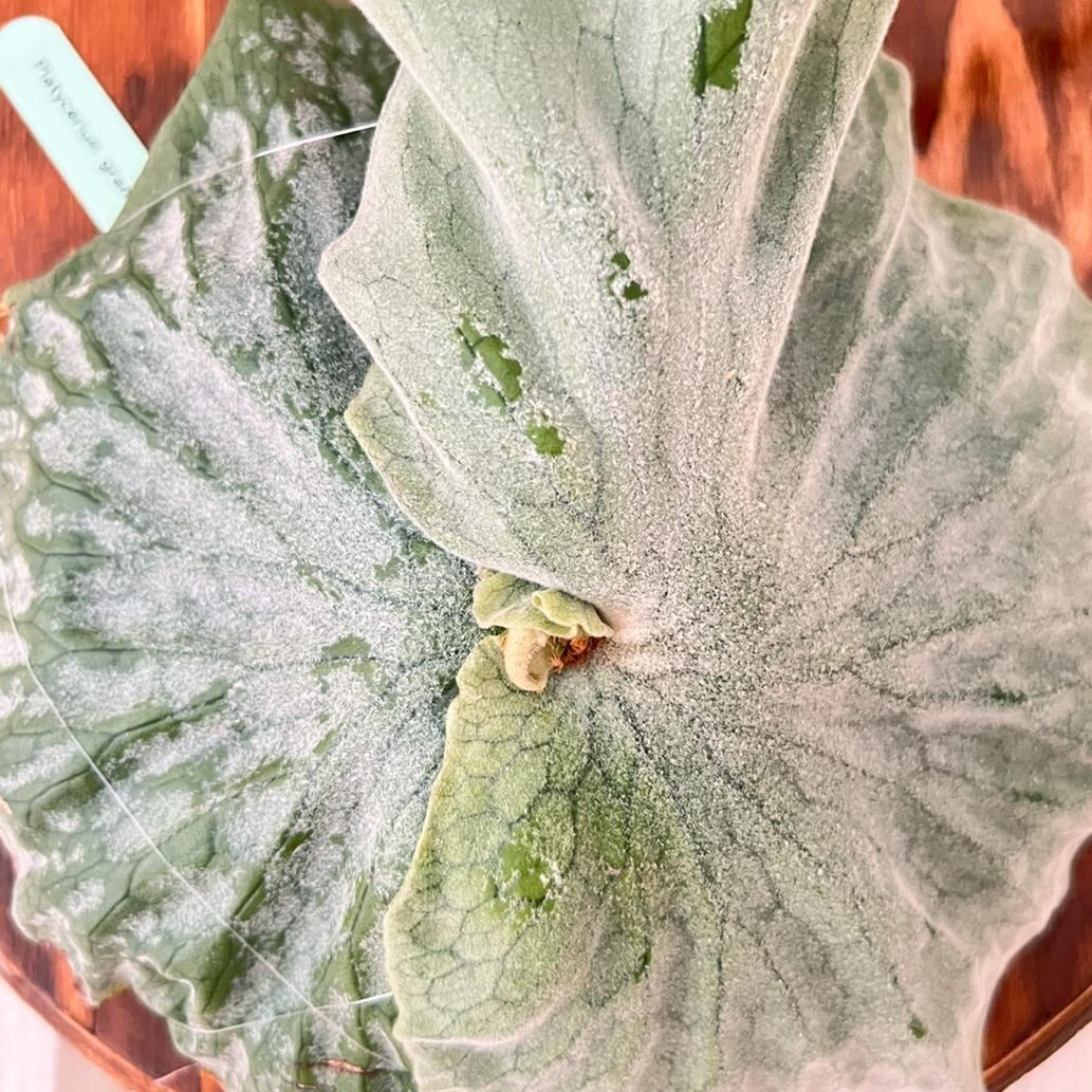 ビカクシダ グランデ 板付 【観葉植物 壁掛け コウモリラン】 | PAY ID