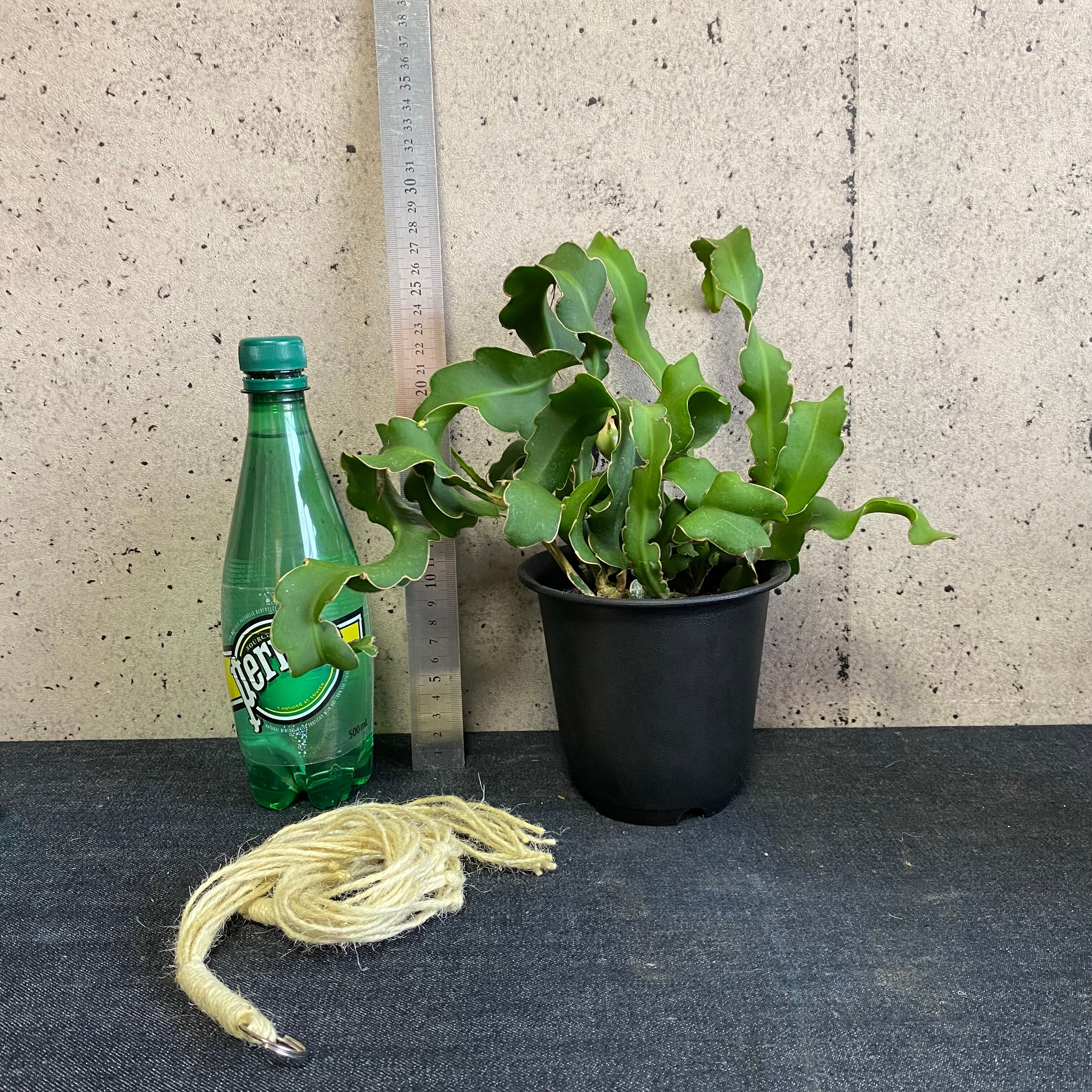 エピフィラム グアテマレンシス ハンキング 1ポット Planet Plants プラネットプランツ