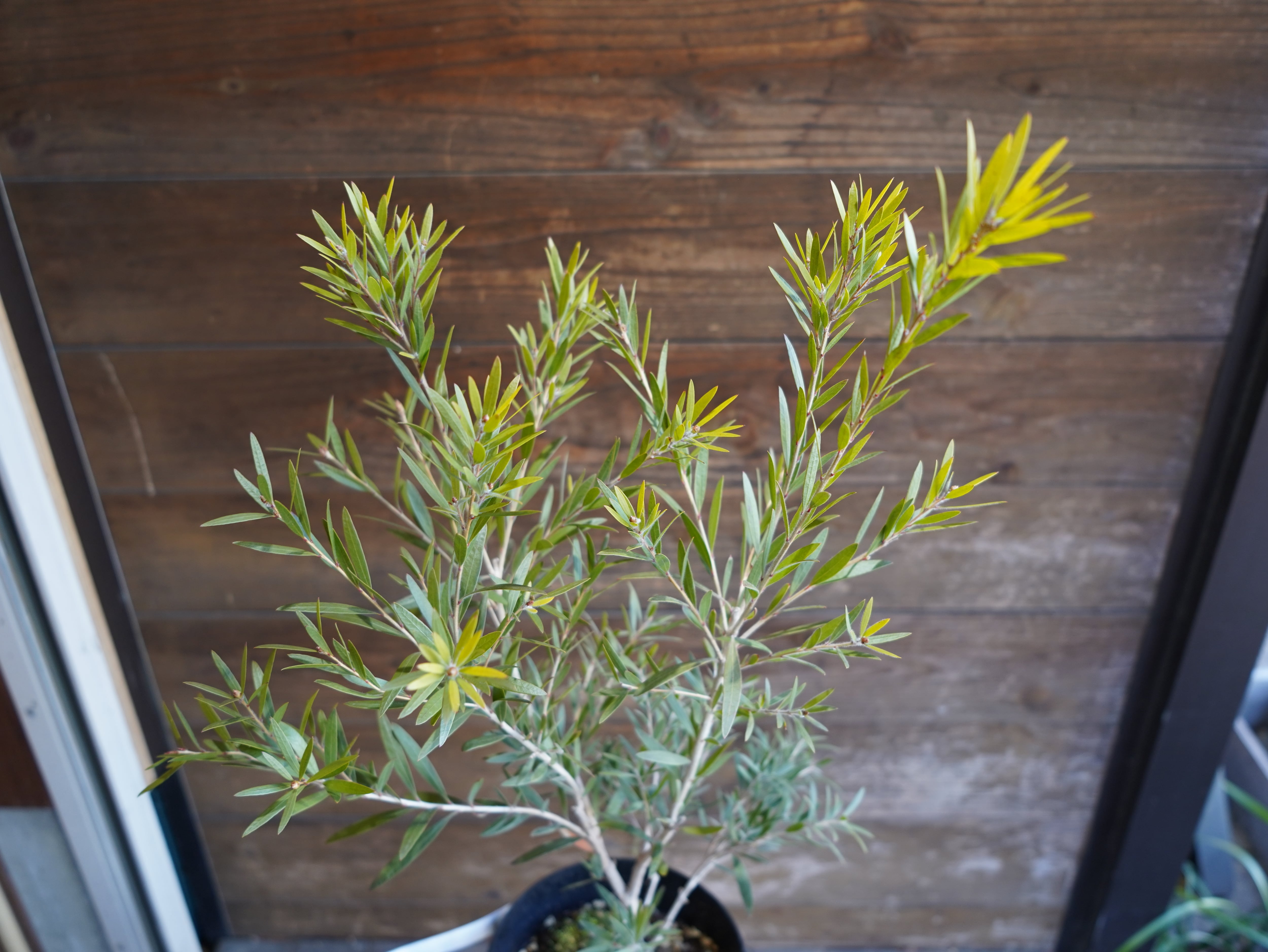 【現物】カリステモン　”ドーソンリバー”