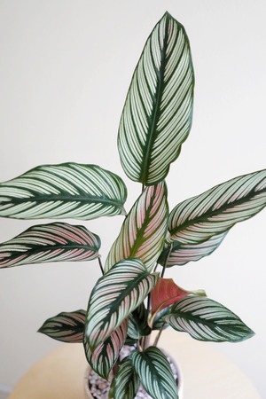 【M】カラテア ホワイトスター/Calathea White star