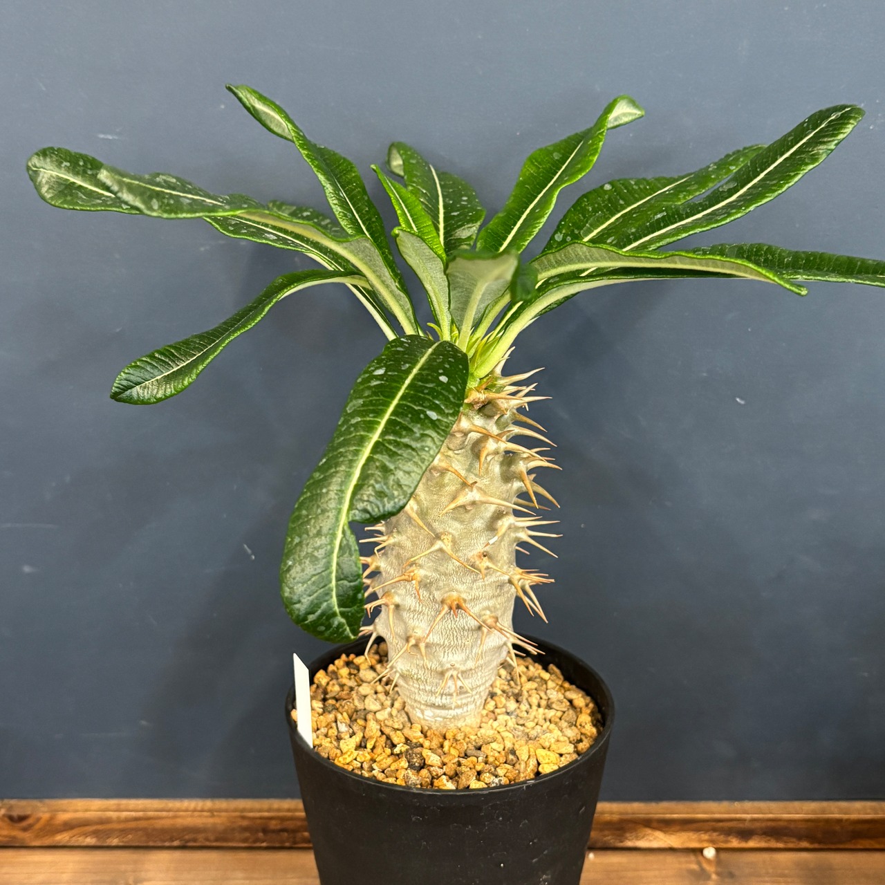 パキポディウム アンボンゲンセ【615】