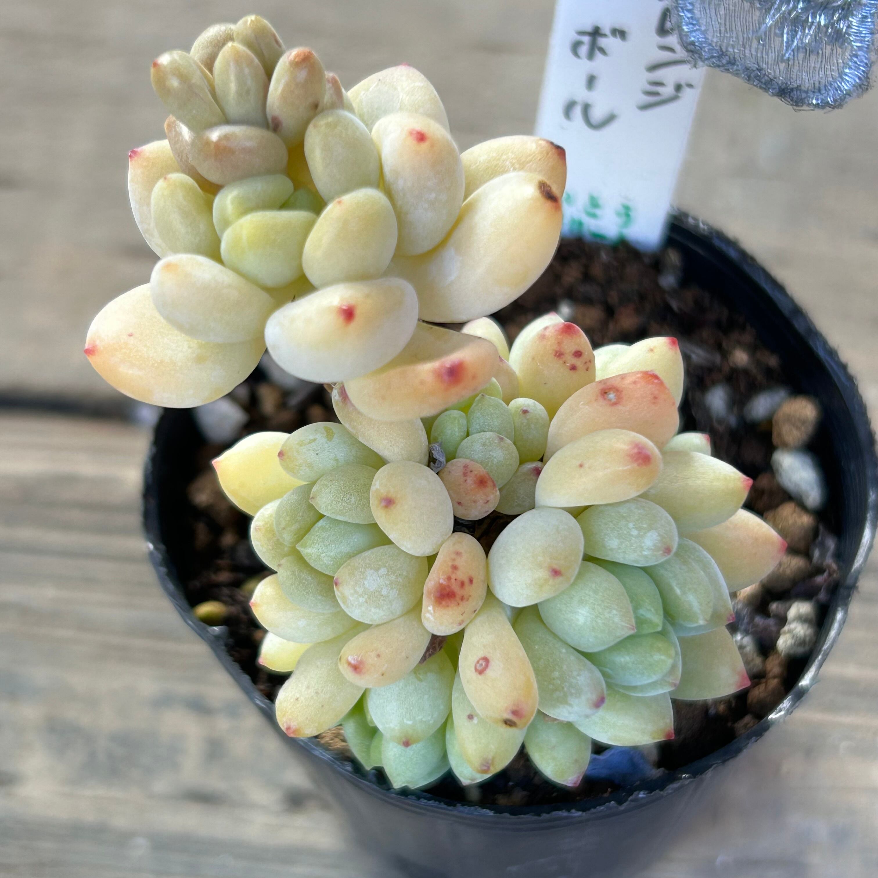 オレンジボール | RuPo 多肉植物専門店