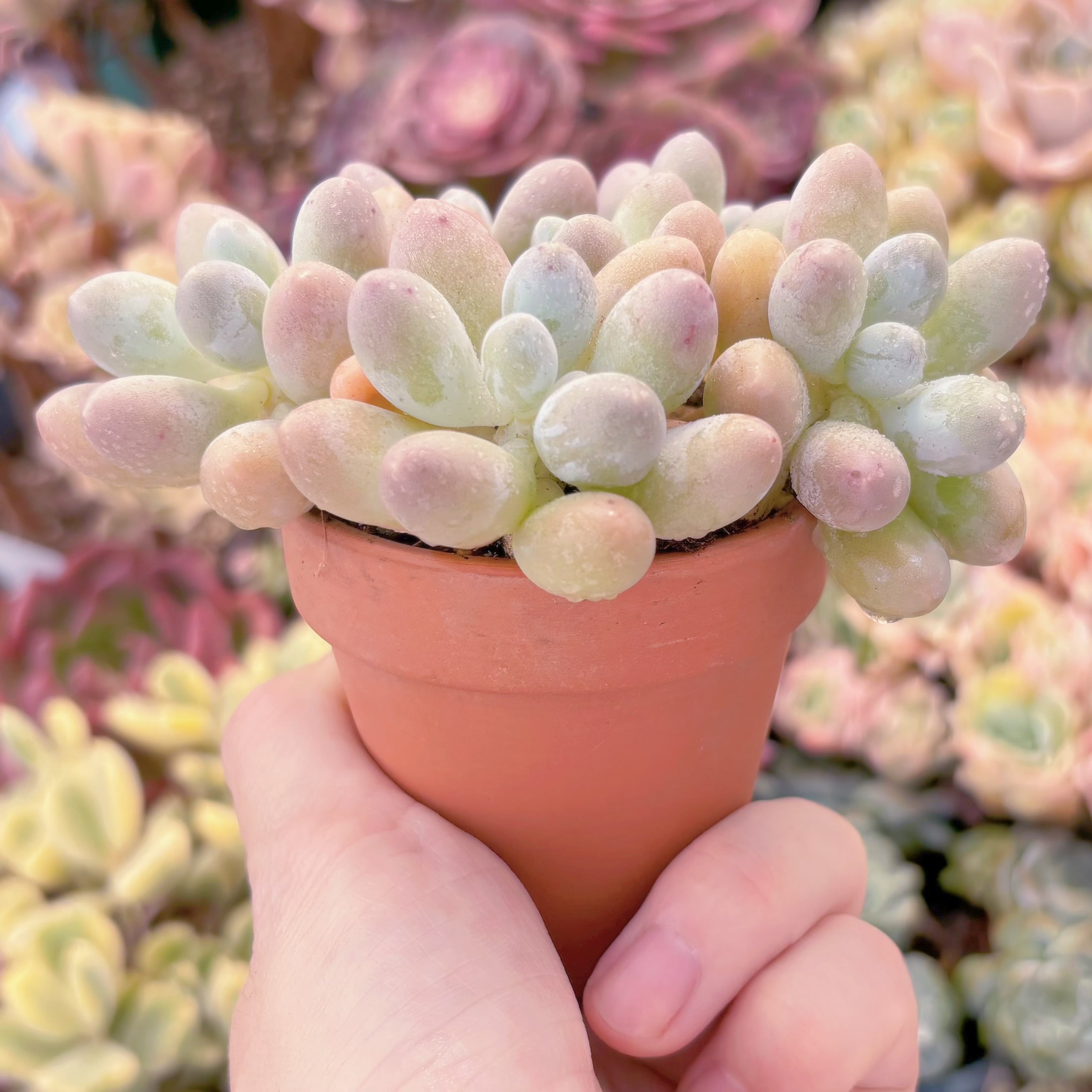多肉植物 湯園チーズ(6頭) 新入荷 るる農園 | るる農園~多肉植物専門