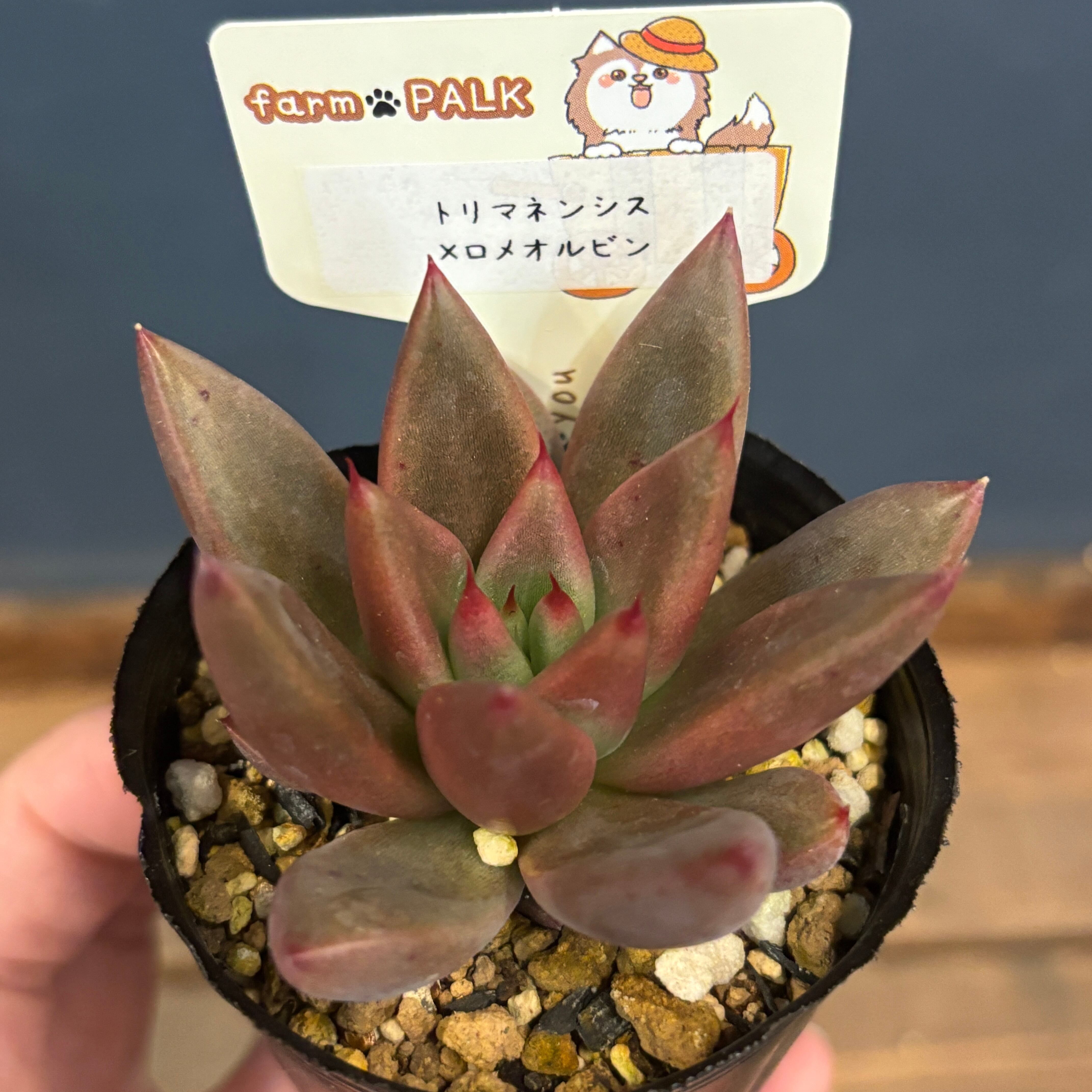 エケベリア | PROTOLEAF プロトリーフ