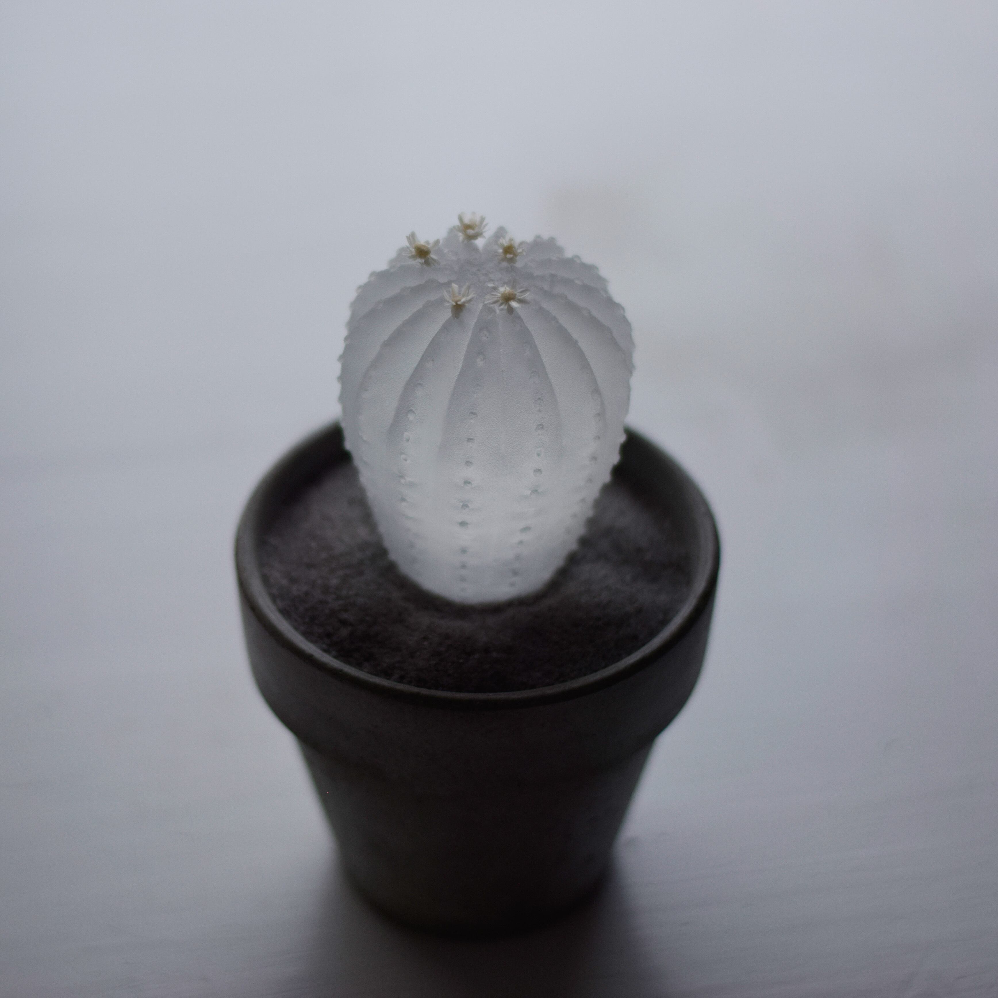 透明サボテン（ペクチニフェラ） | null plants (空白植物店）