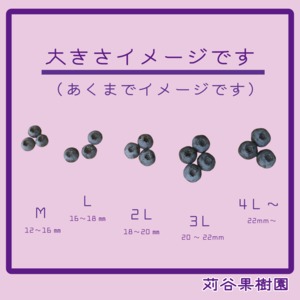 【2箱セット】【2026.7.1以降順次発送】【2L】大粒ブルーベリー約2kg《1箱125g×8パック入×2箱》
