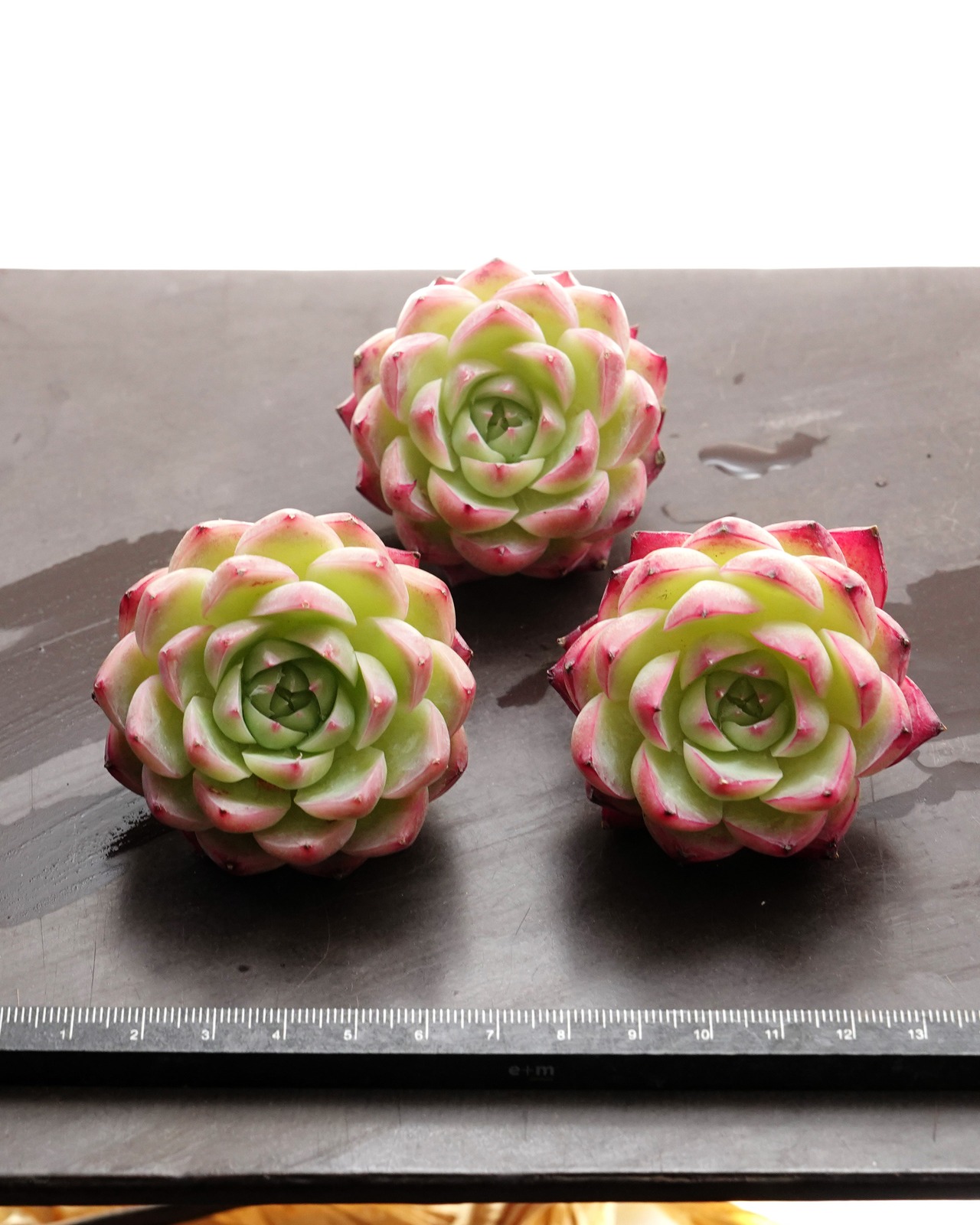 カット苗 ピンククリスタル Echeveria 'Pink Crystal'