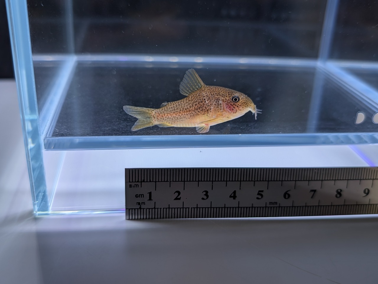 国産コリドラス〝ゴールデンガラナ 1 匹〟Sロット(4cm前後) ※沖縄、離島発送不可