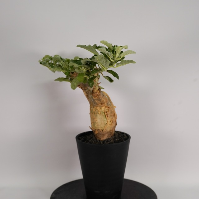 F45 セサモタムナス ブッセヌス 発根済み 現地球 タンザニア産